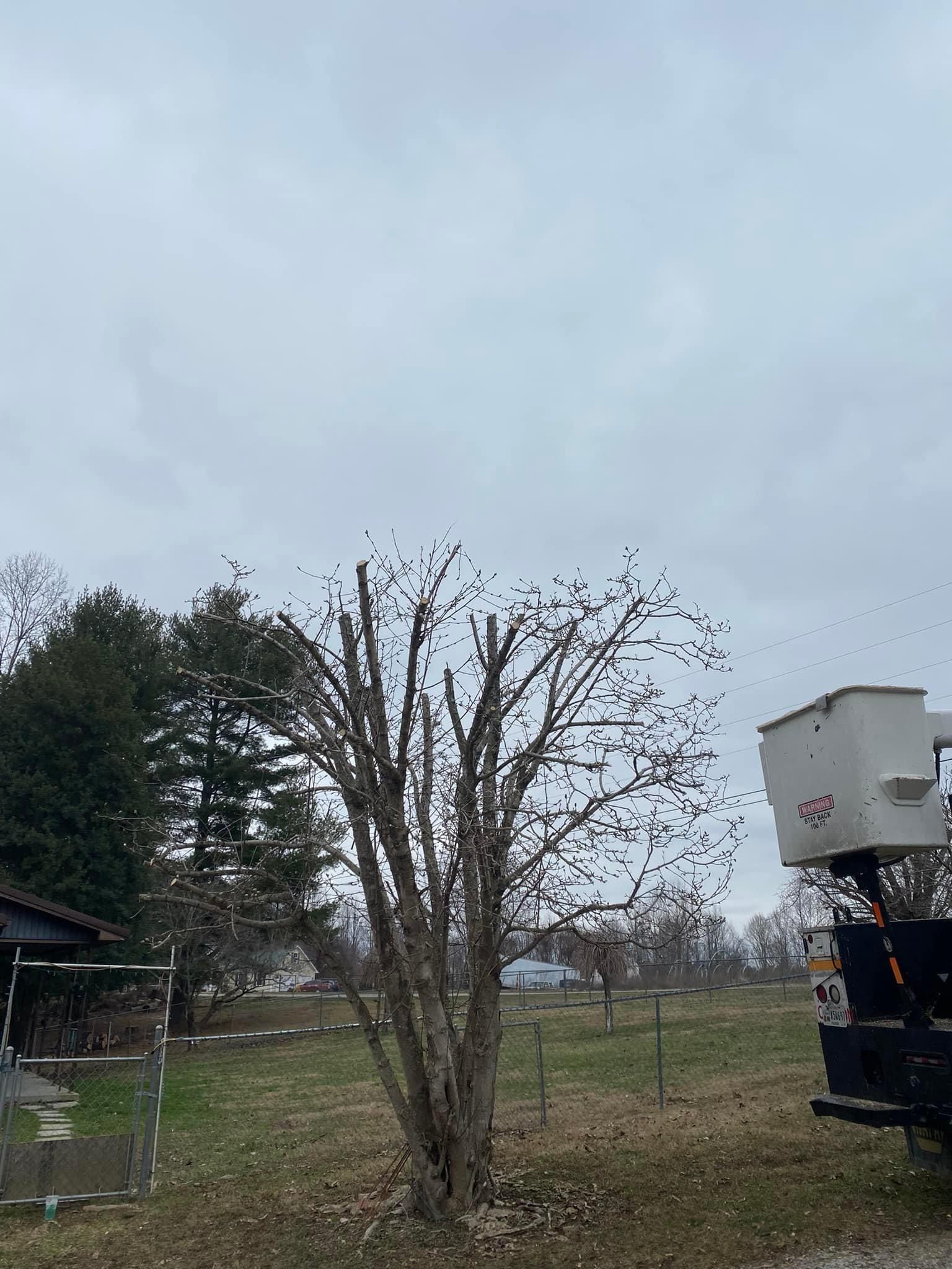 Fall and Spring Clean Up for Atwood’s Tree Care in Liberty,  KY