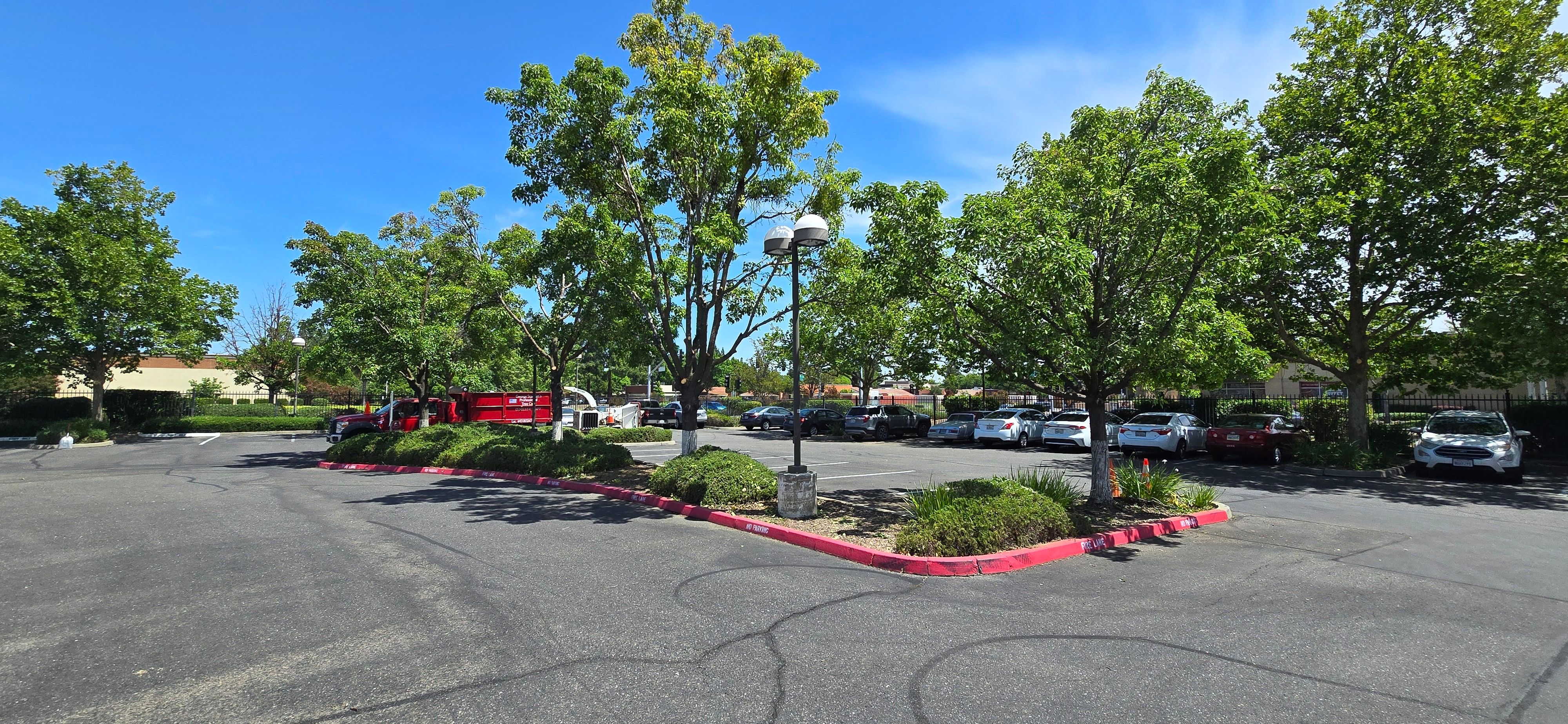  for George Staddan's Professional Tree Care in Placerville, CA