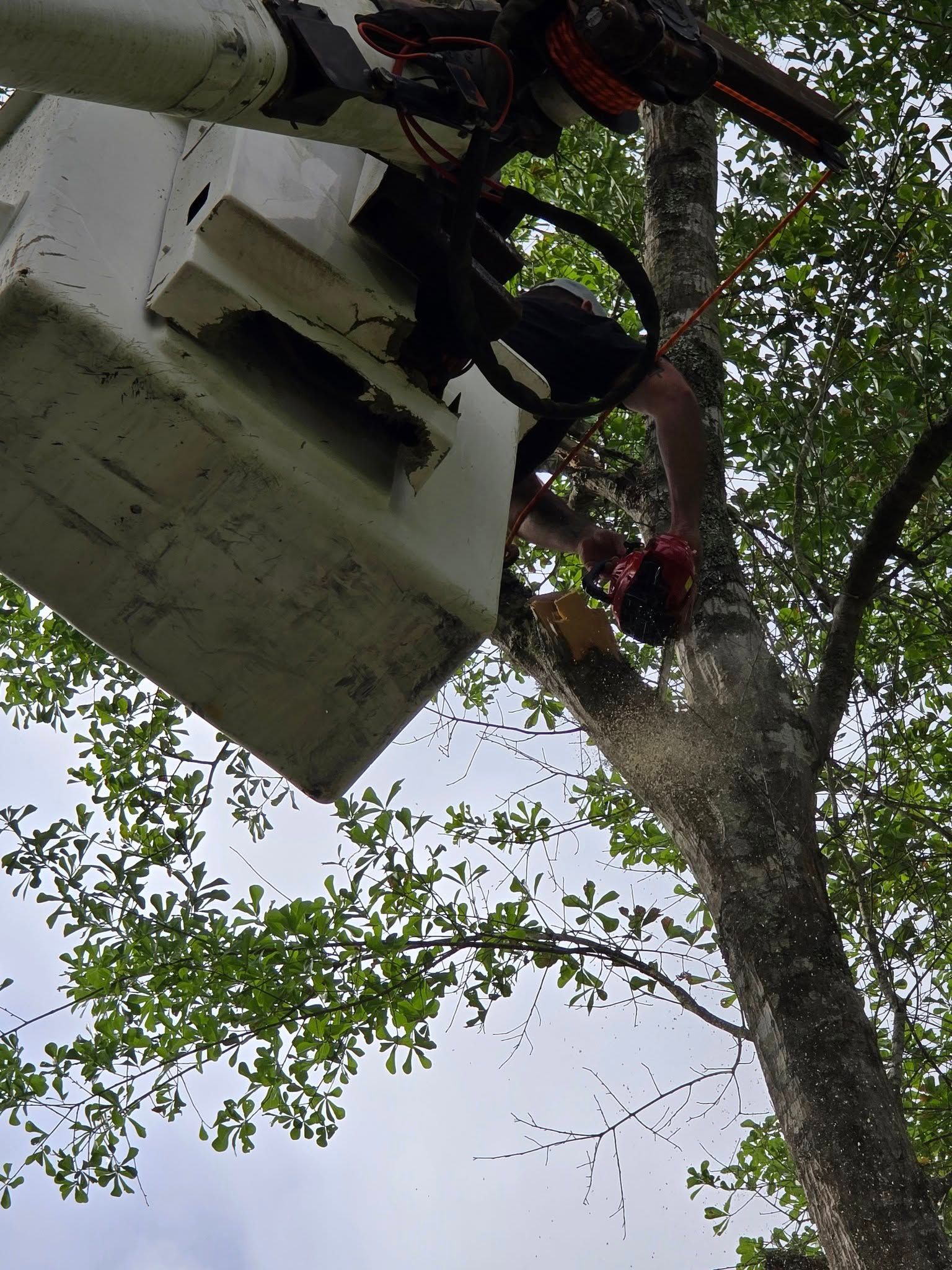  for Breaktime Tree Trimming & Removal in Oakdale, LA