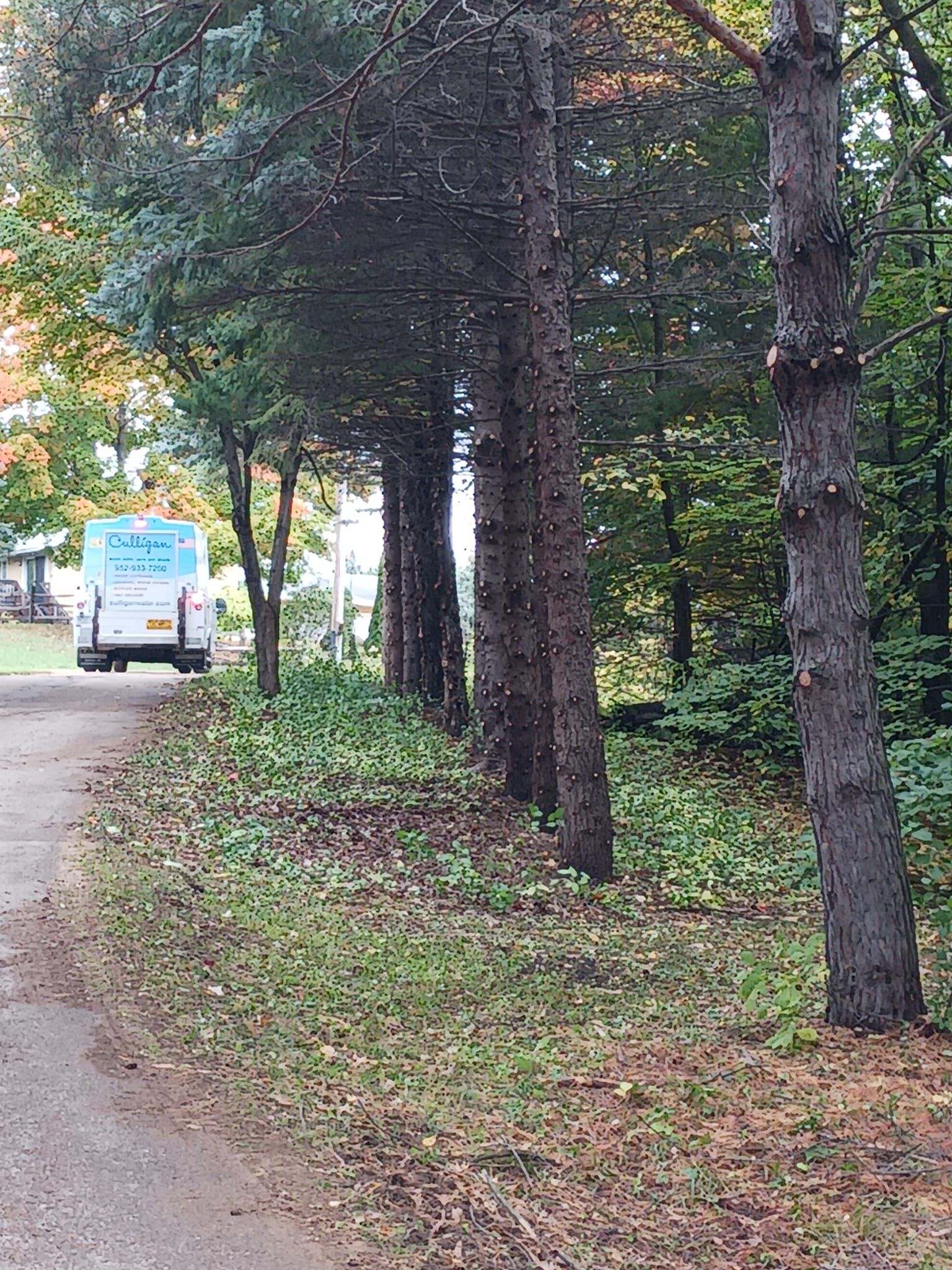 Tree Removal for Buffalo Family Tree Care in Buffalo, MN
