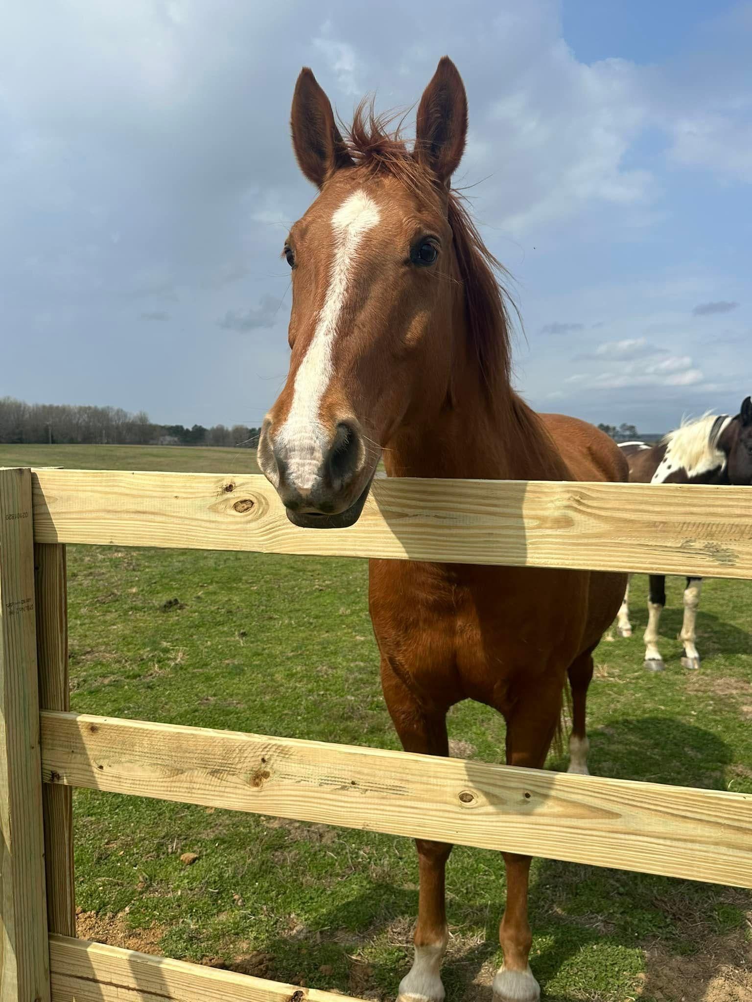  for Manning Fence, LLC in Hernando, MS