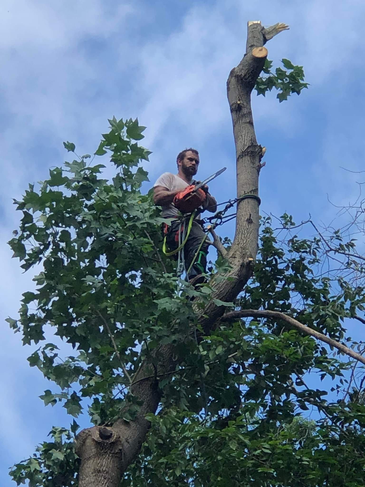  for Backwoods Tree Experts in Hickory, NC