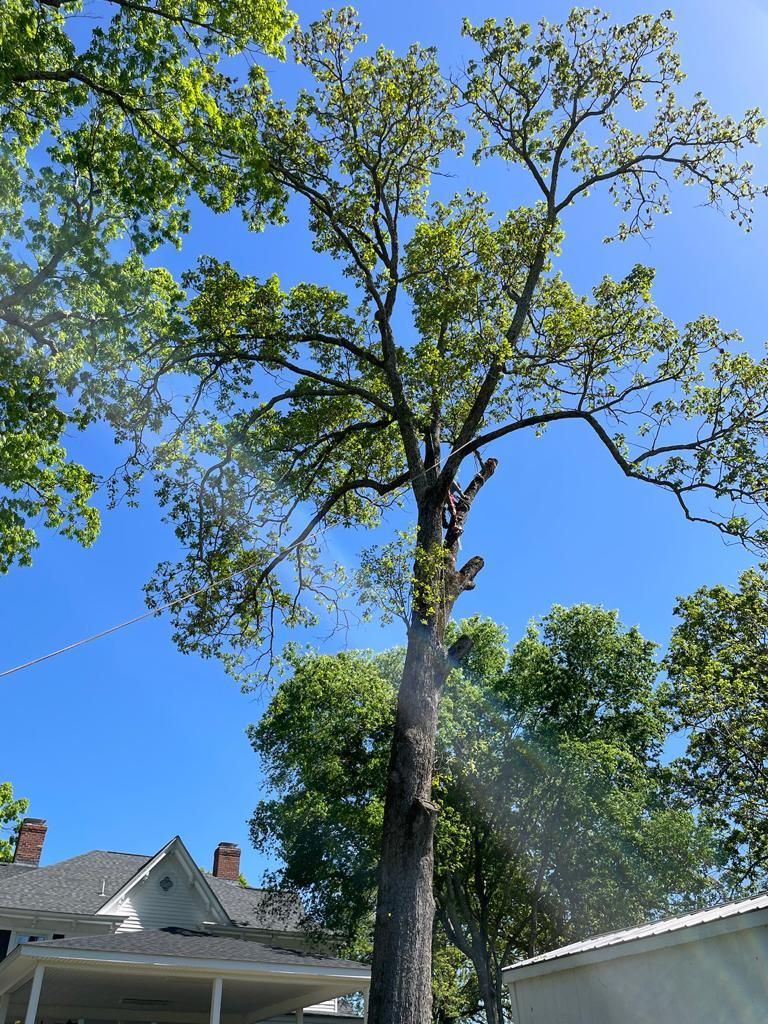 Tree Removal for Rosales Landscaping LLC in Lake Gaston, North Carolina