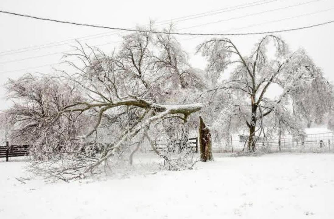  for Williamson Logging in Hardy, VA
