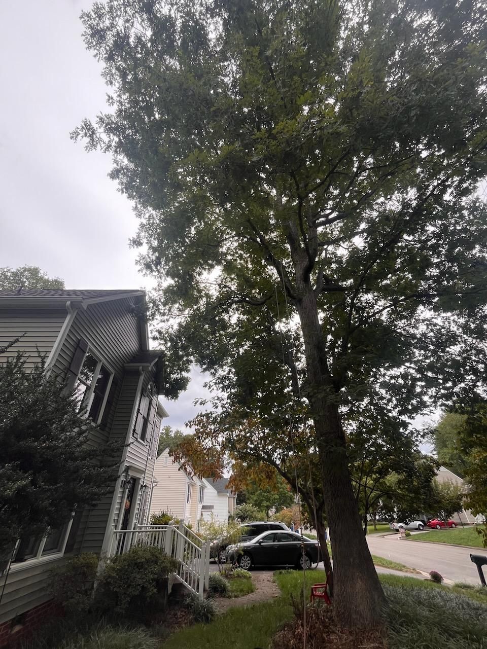  for Ricky's Tree Service & Property Care in Orange, VA