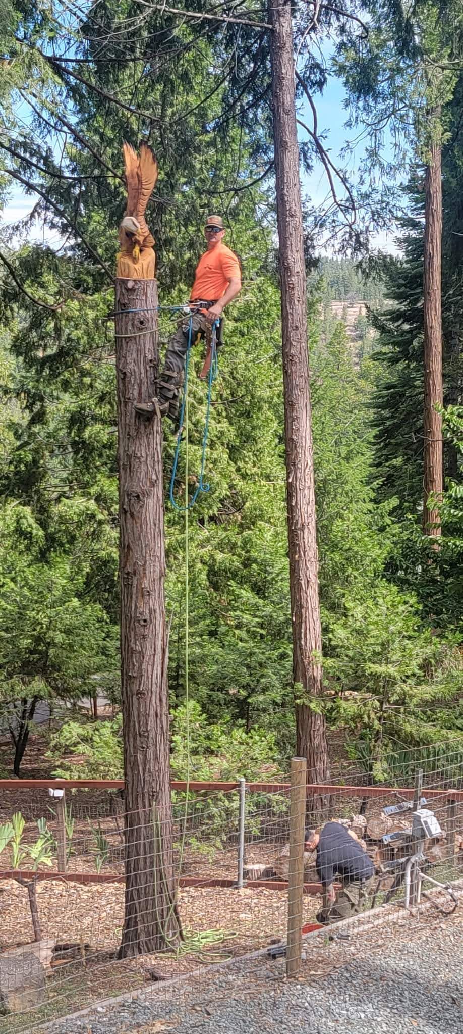  for George Staddan's Professional Tree Care in Placerville, CA