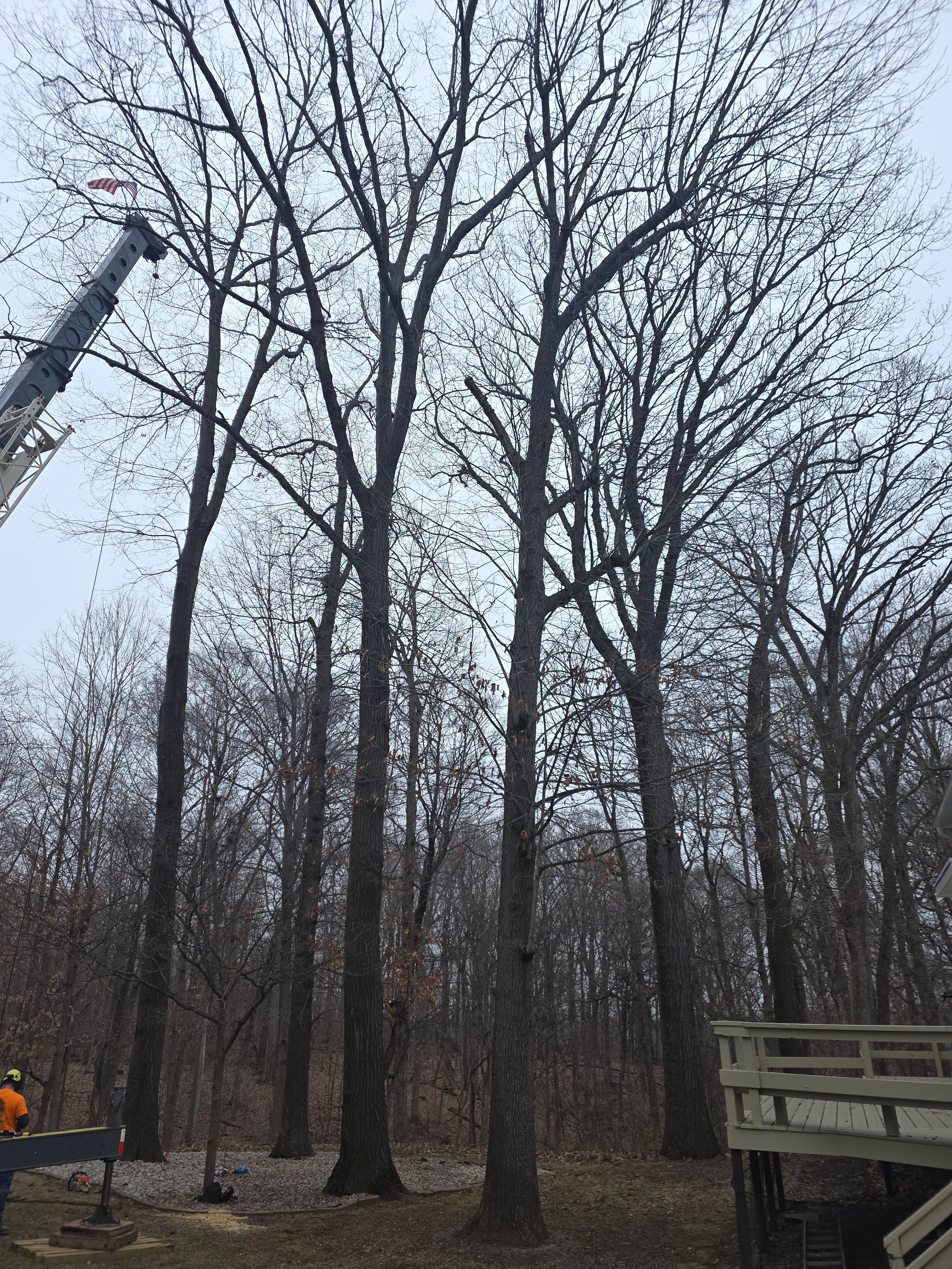  for Advanced Tree Solutions in Rockville, IN