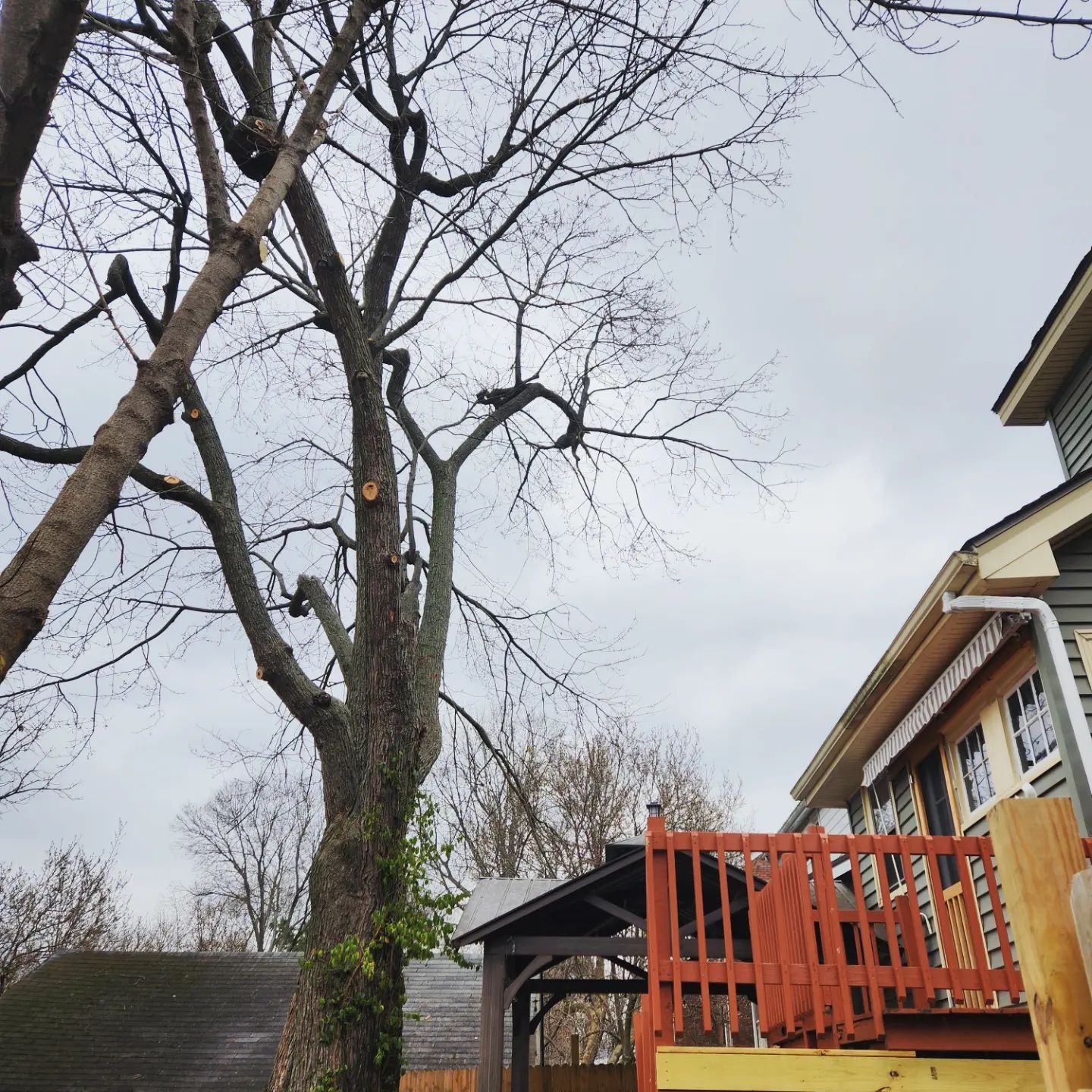  for Timber Ninja Service in Lexington, KY