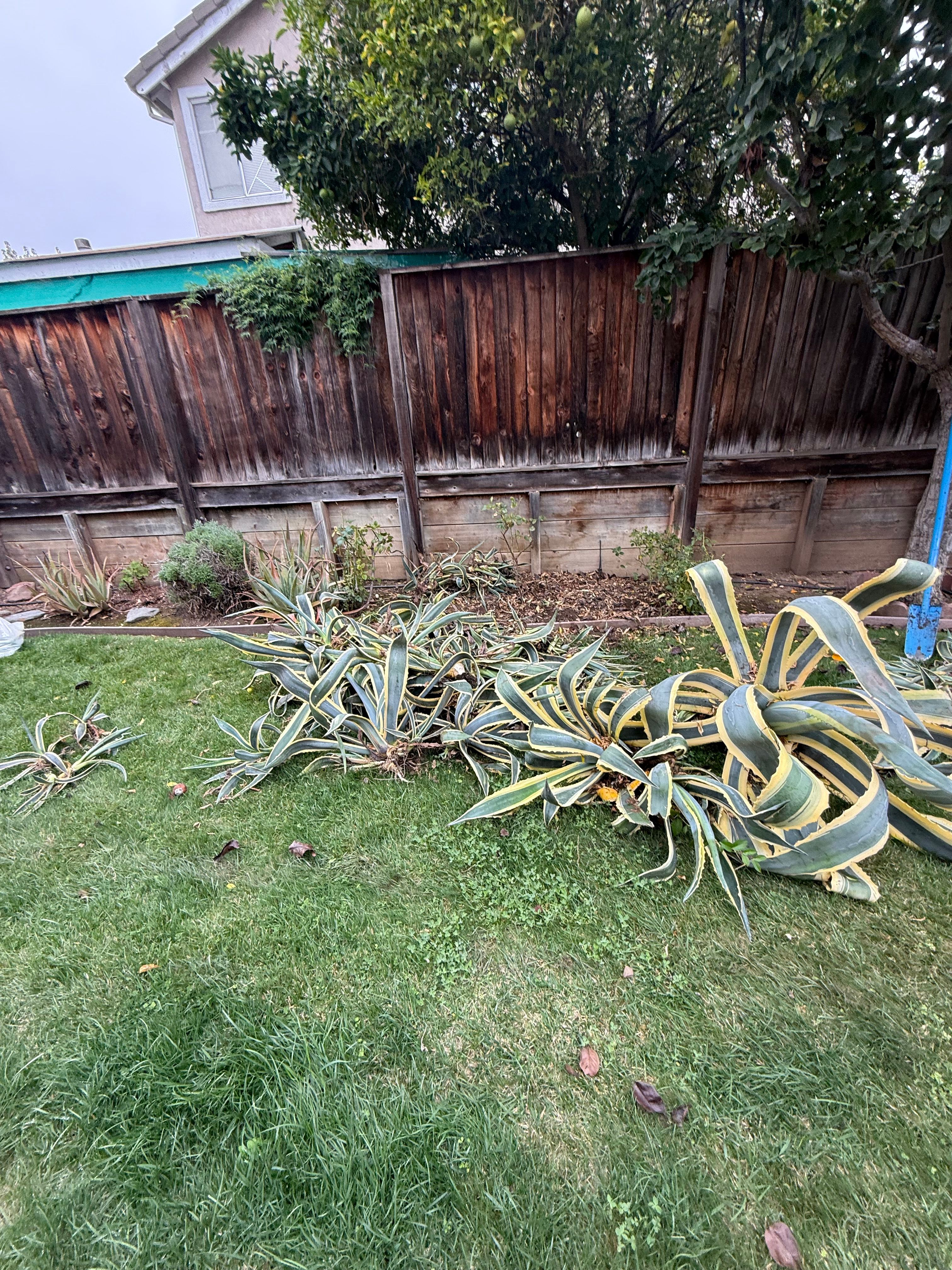  for CBA Landscaping in Hayward, CA