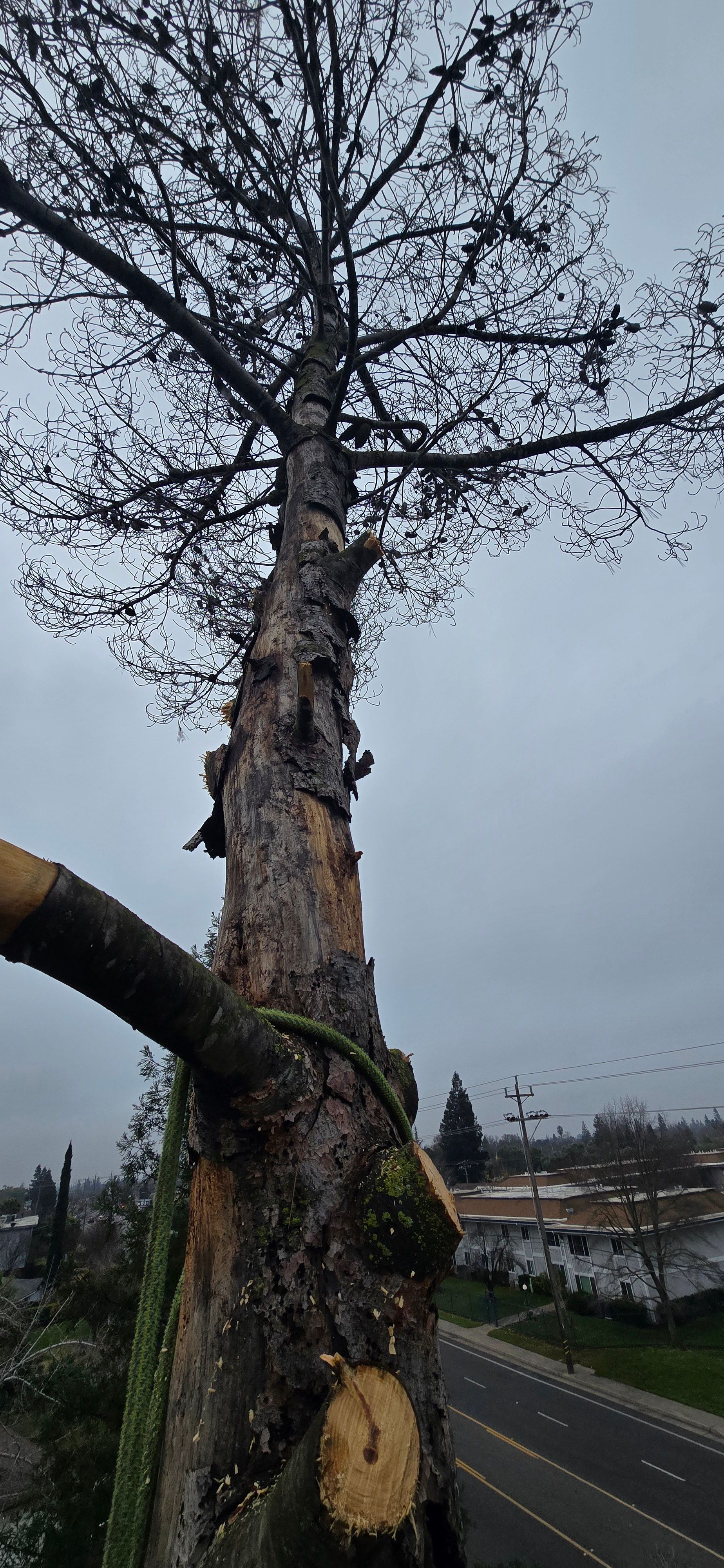  for George Staddan's Professional Tree Care in Placerville, CA