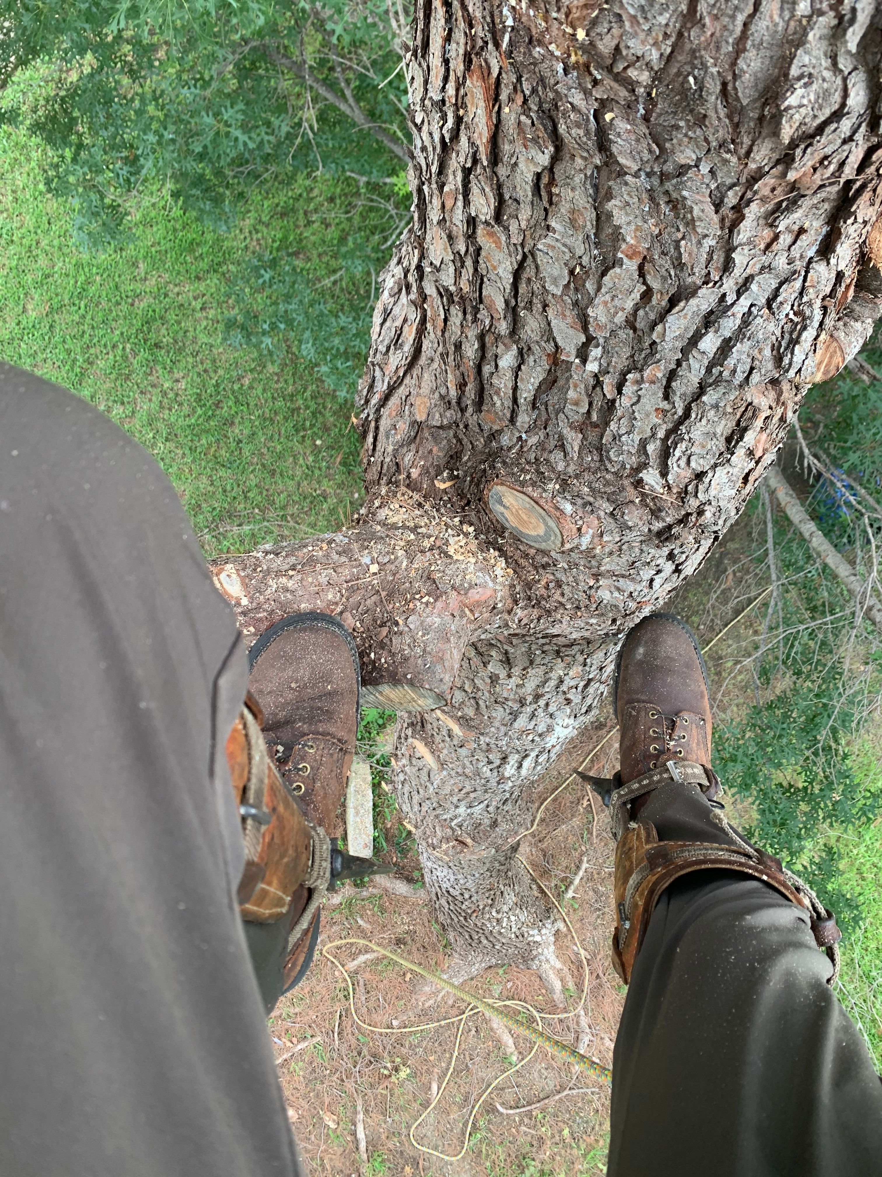  for TLC Professional Tree Service in Bedford, TX