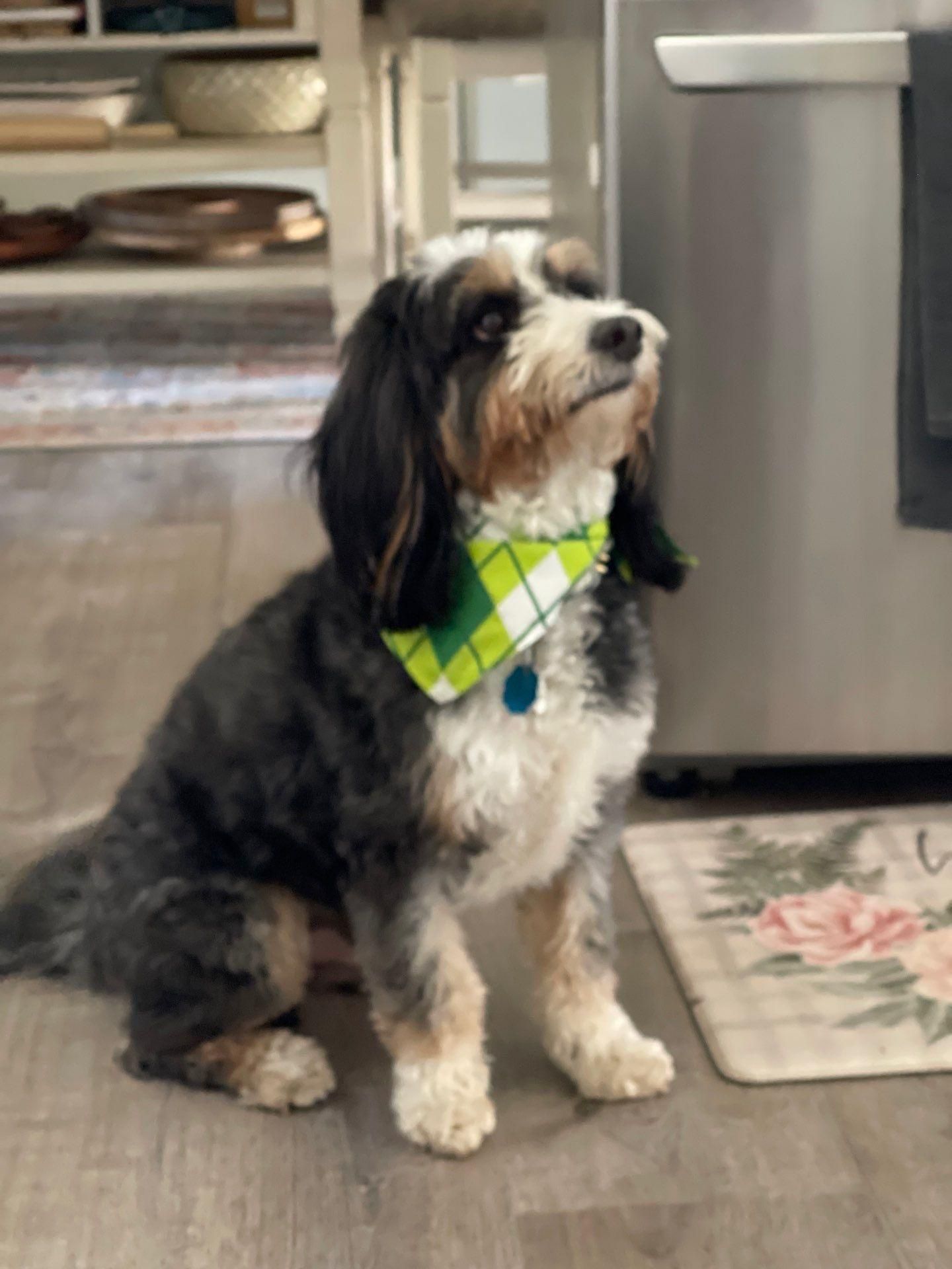 It's really about the pets we meet along the way... for Mr. Pipe Dreams LLC in Colorado Springs, CO