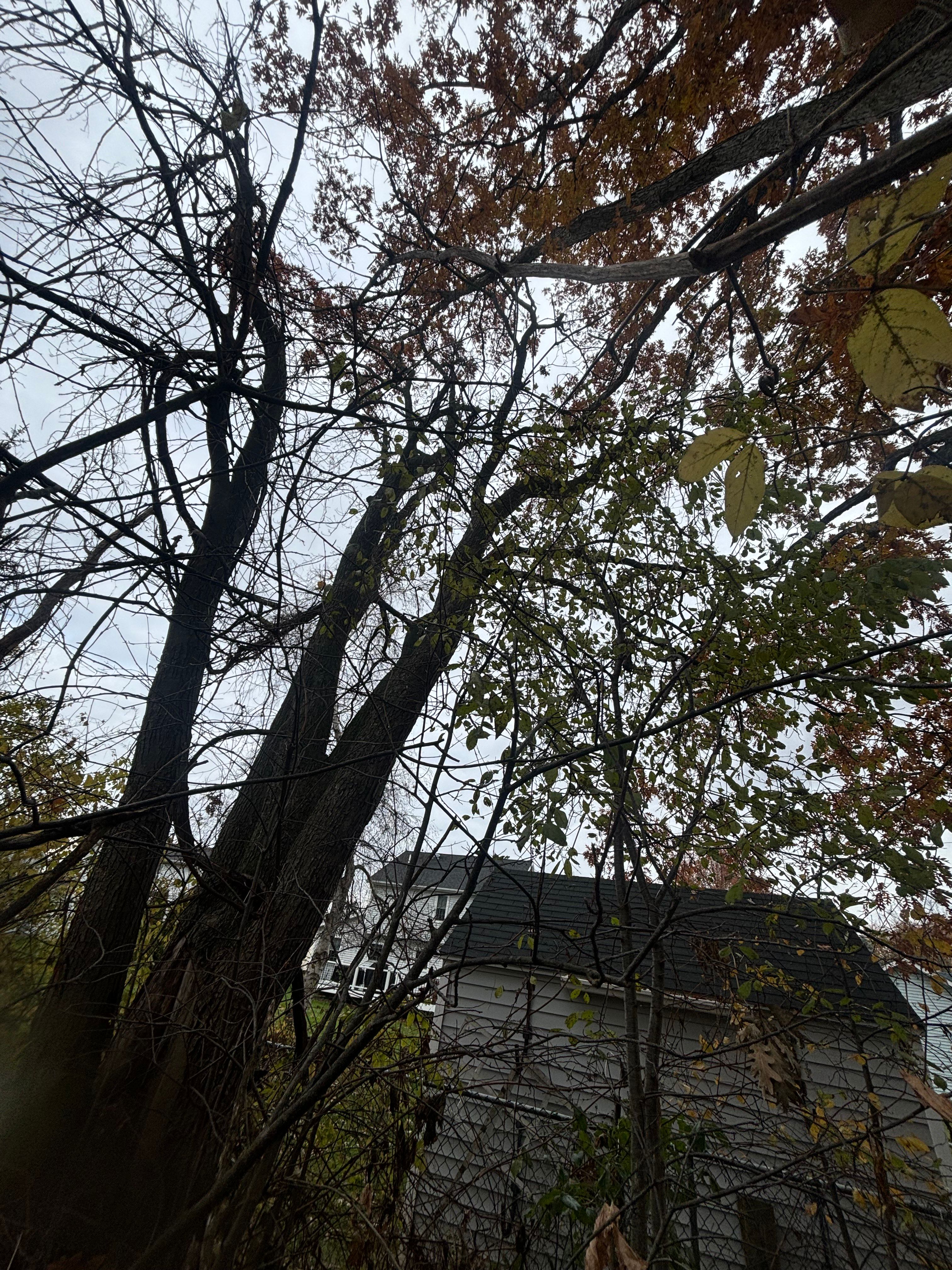  for T's Trees in Albany, NY