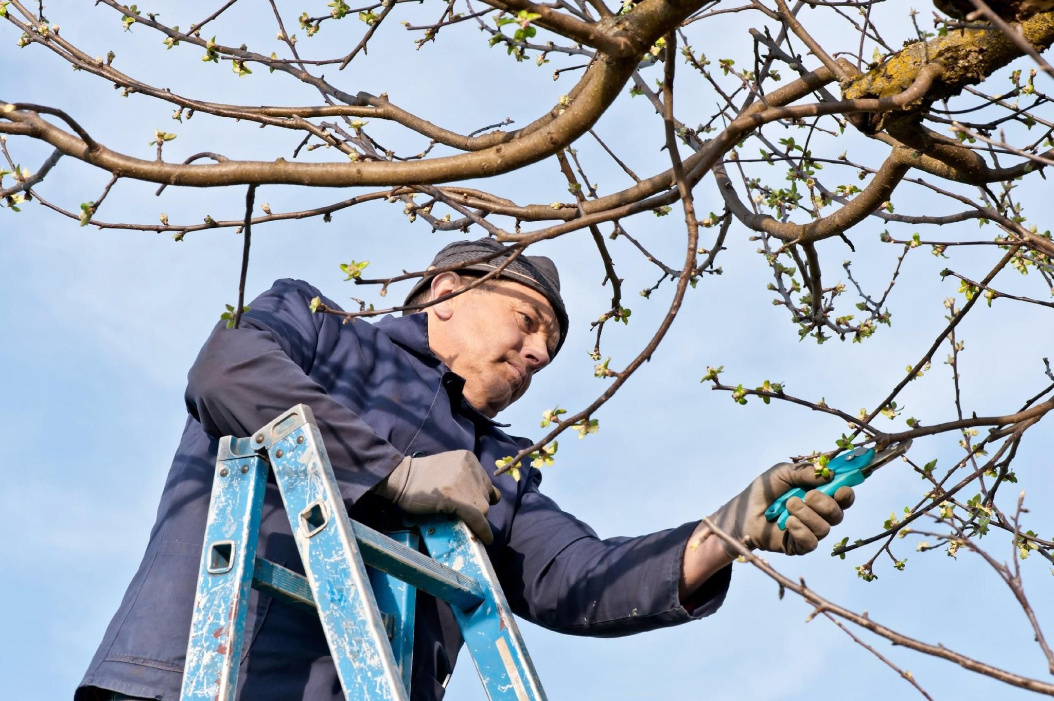  for Tree-B-Gone in Appleton, WI