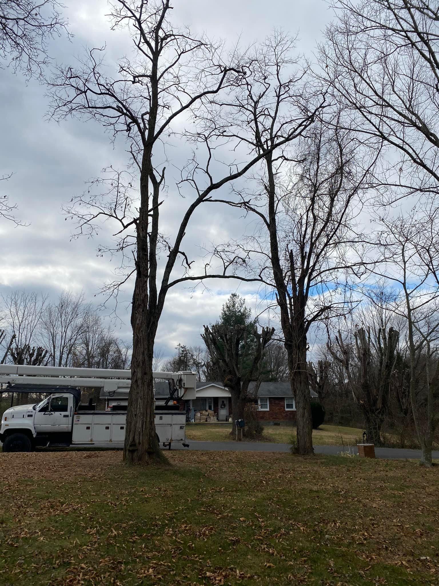 Fall and Spring Clean Up for Atwood’s Tree Care in Liberty,  KY