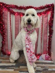  for Tails By The Lake Grooming in Branson West, MO