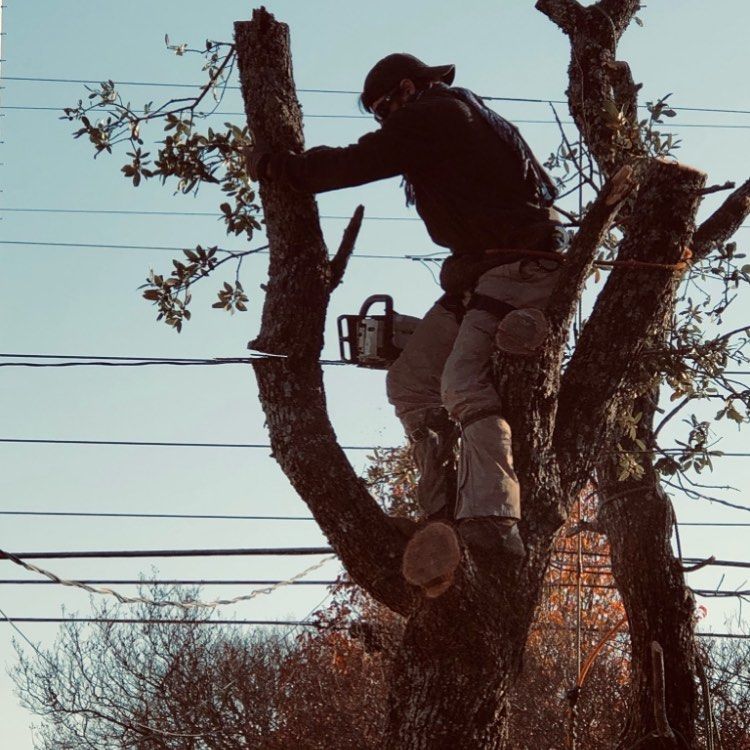  for Tesla Tree Trimming in Kempner, TX