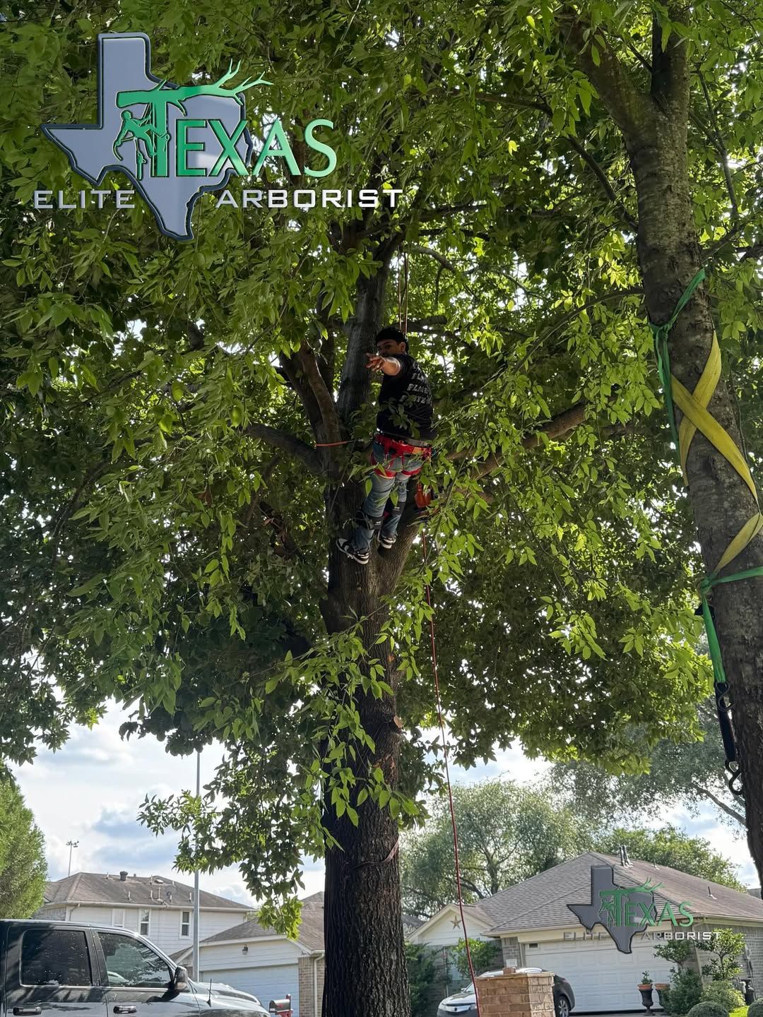  for Texas Elite Arborist in Houston, TX