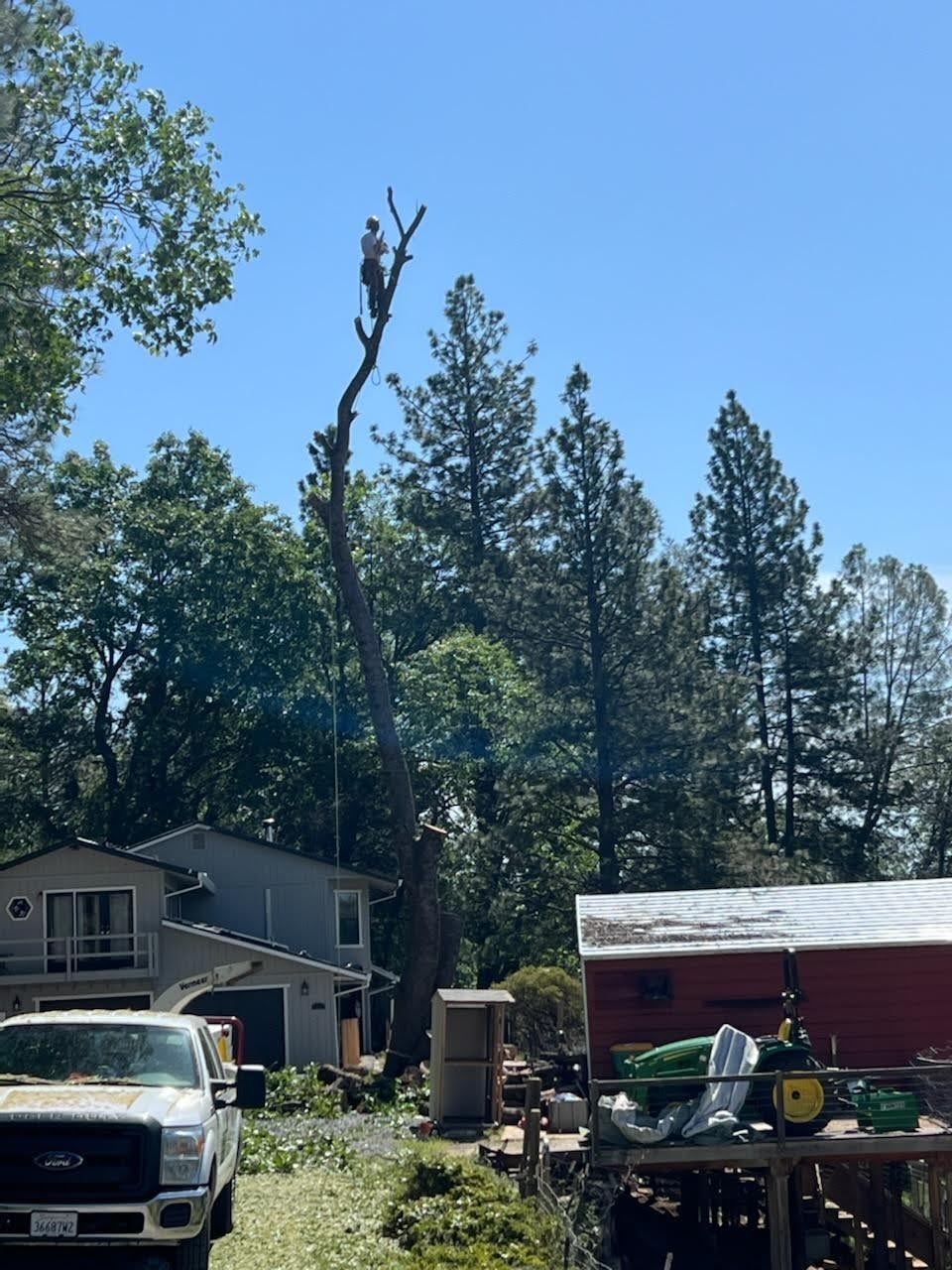  for George Staddan's Professional Tree Care in Placerville, CA