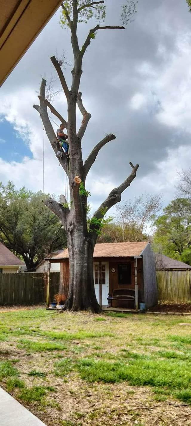  for J&S Tree Services  in Quitman,  TX