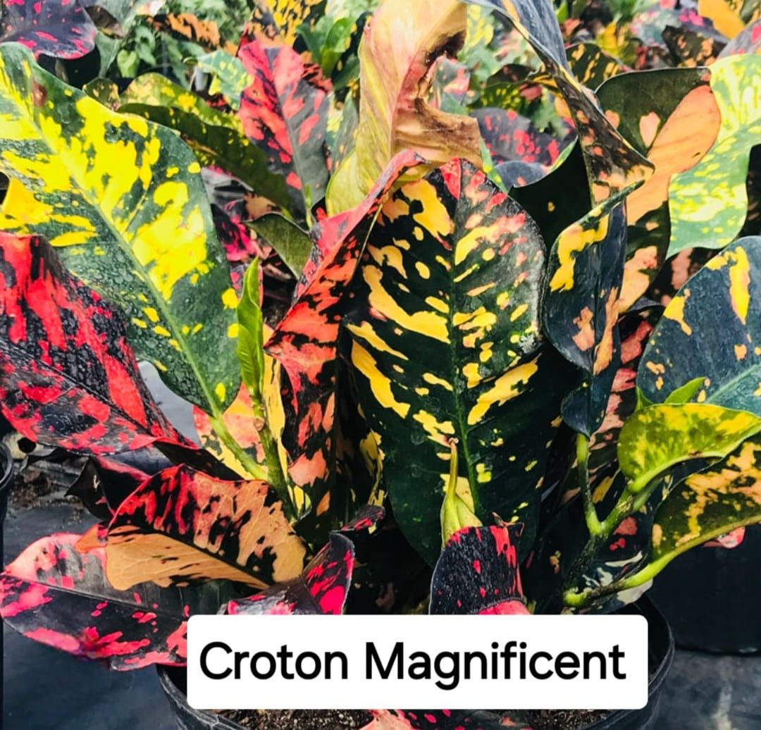  for CRM Palm & Landscaping in Rockport, TX