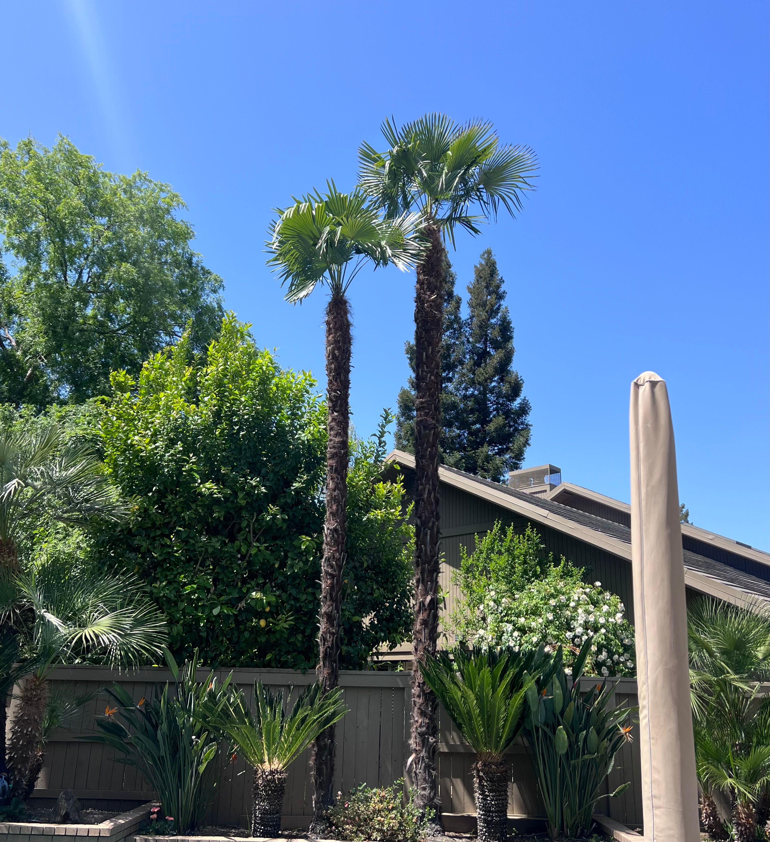 All Photos for Sammy's Tree Services in Rancho Cordova, CA