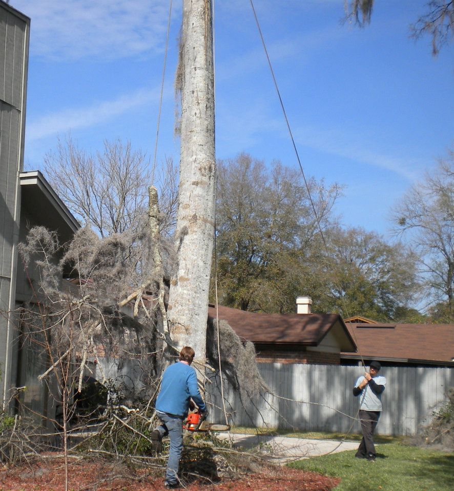  for Fast Cut Tree Service in Jacksonville Heights, FL