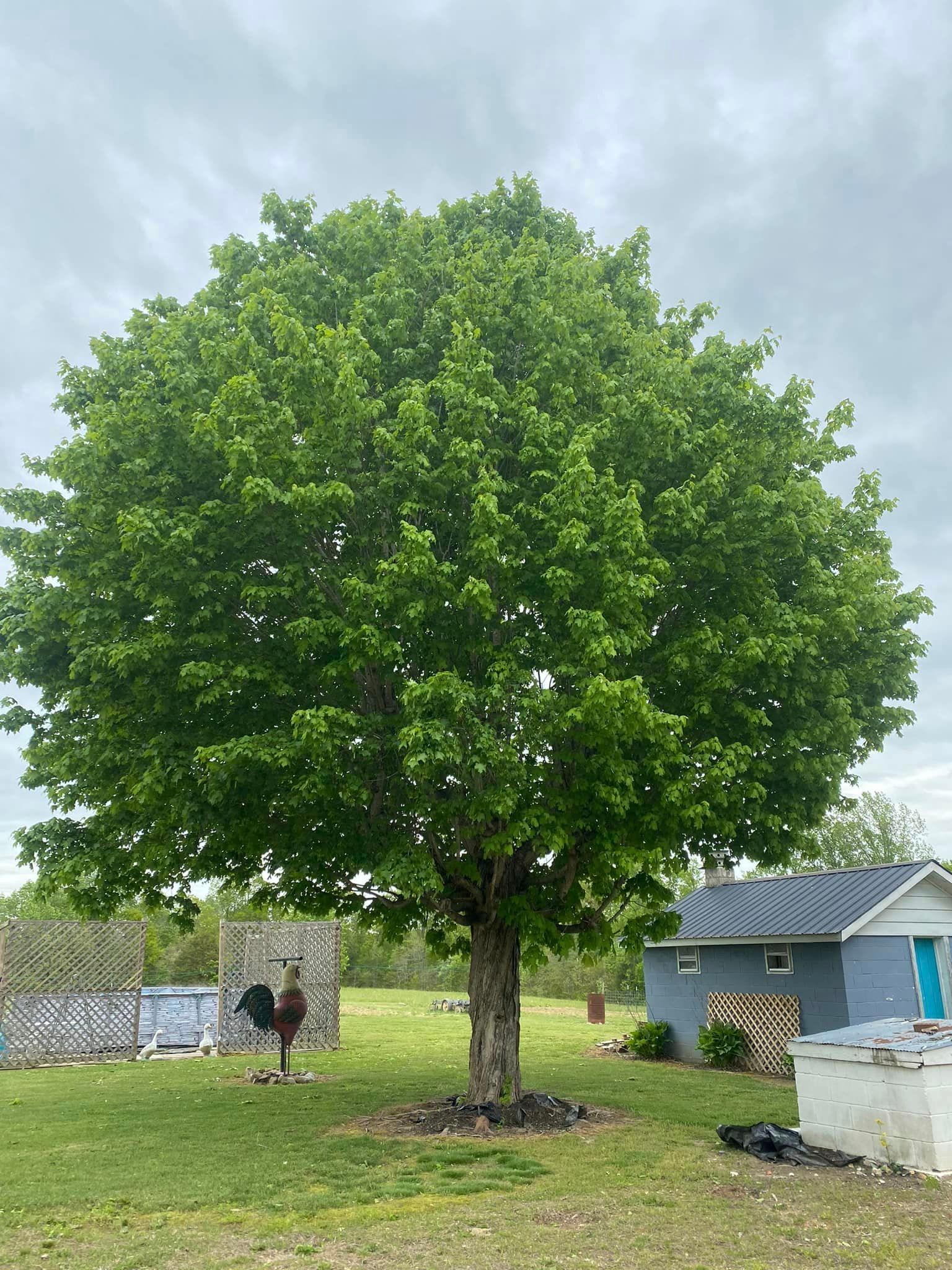 Fall and Spring Clean Up for Atwood’s Tree Care in Liberty,  KY