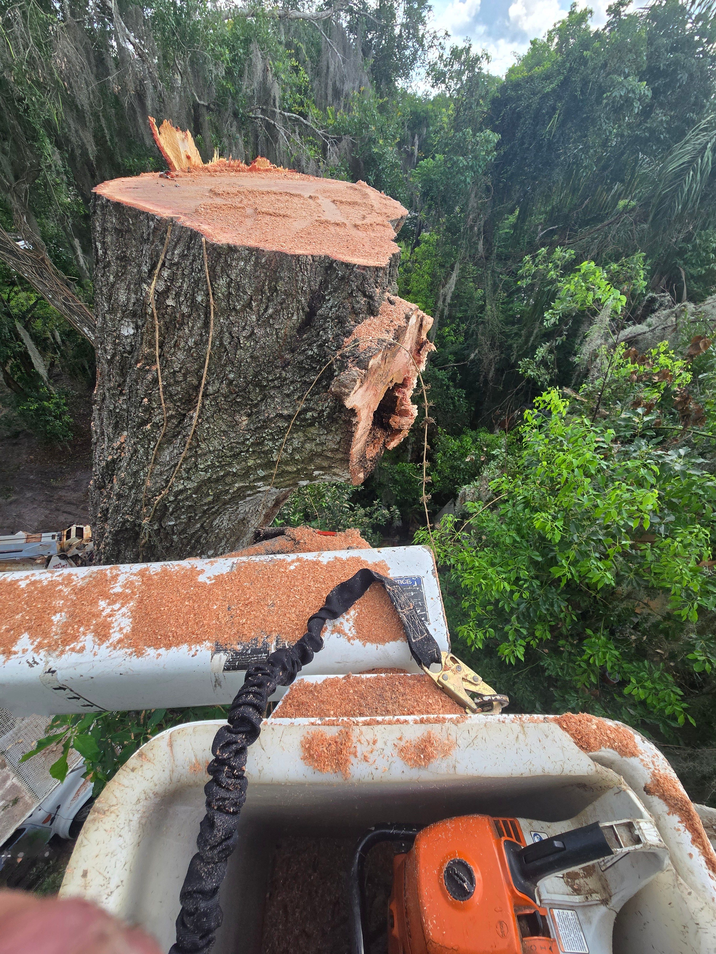 All Photos for Near Me Tree Service, Inc. in DeLand, FL