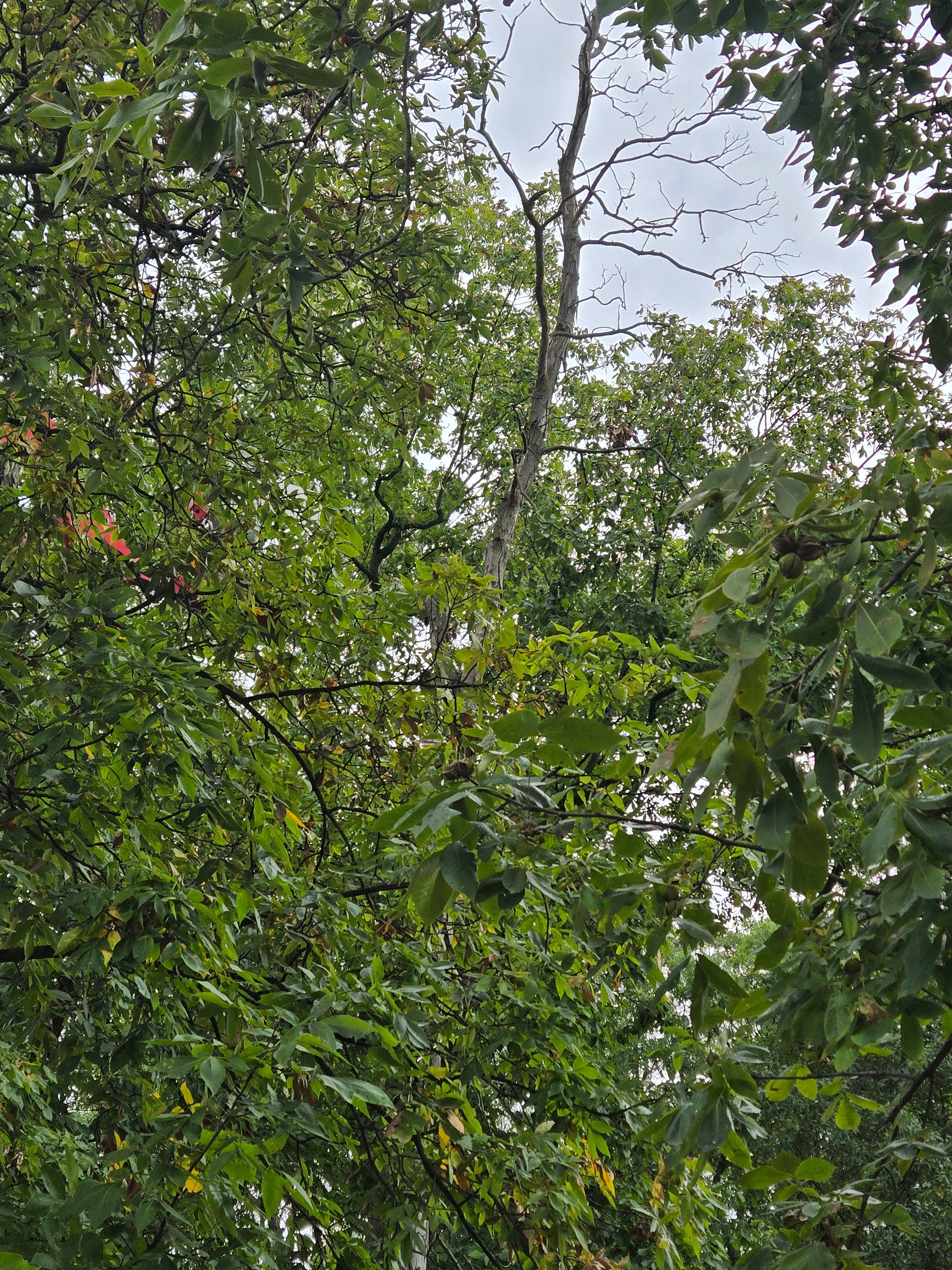  for Lawn Ranger Yard And Tree Service LLC in Ottumwa, IA