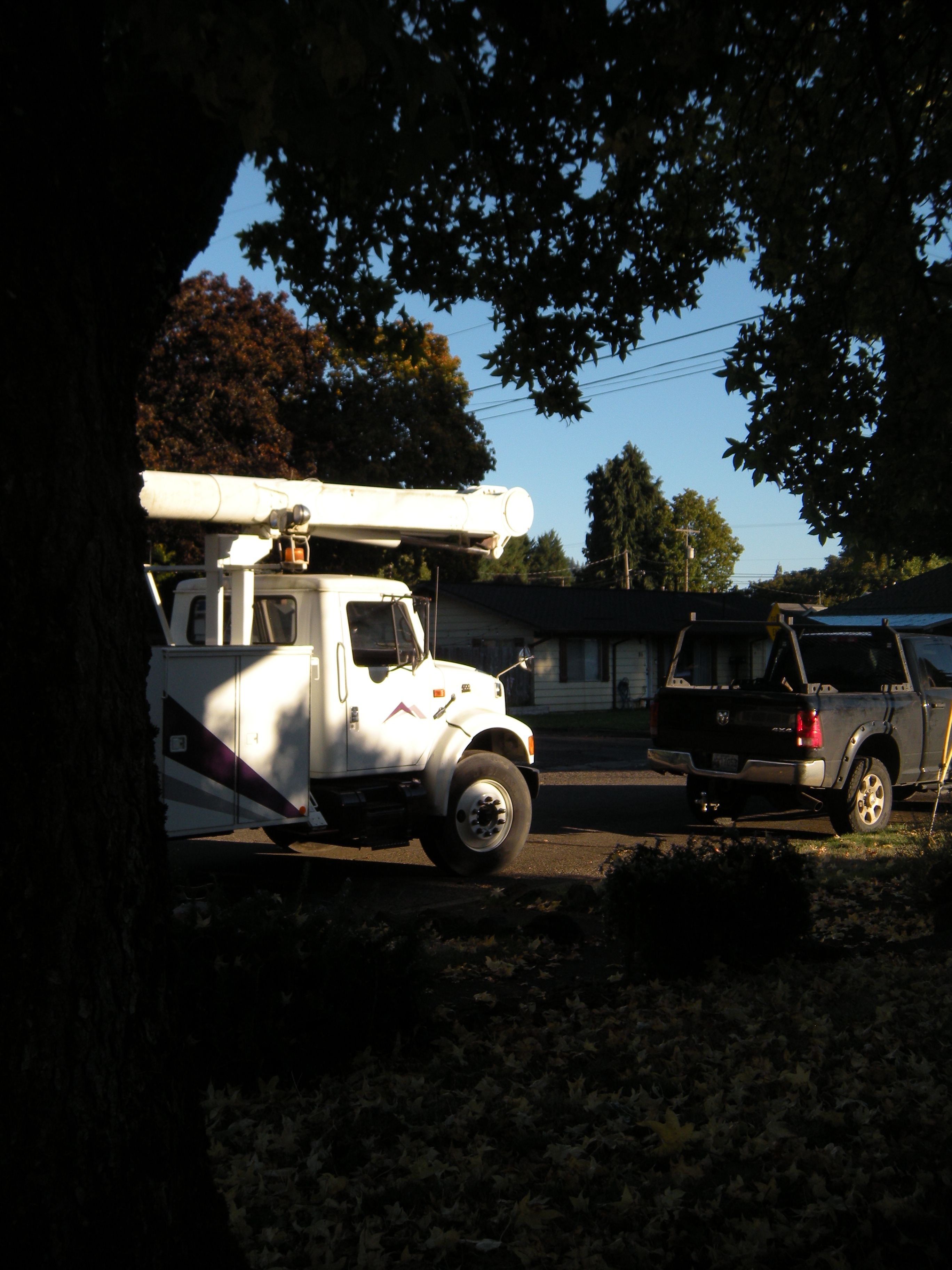  for Willamette Landscaping and Tree Services in Albany, OR