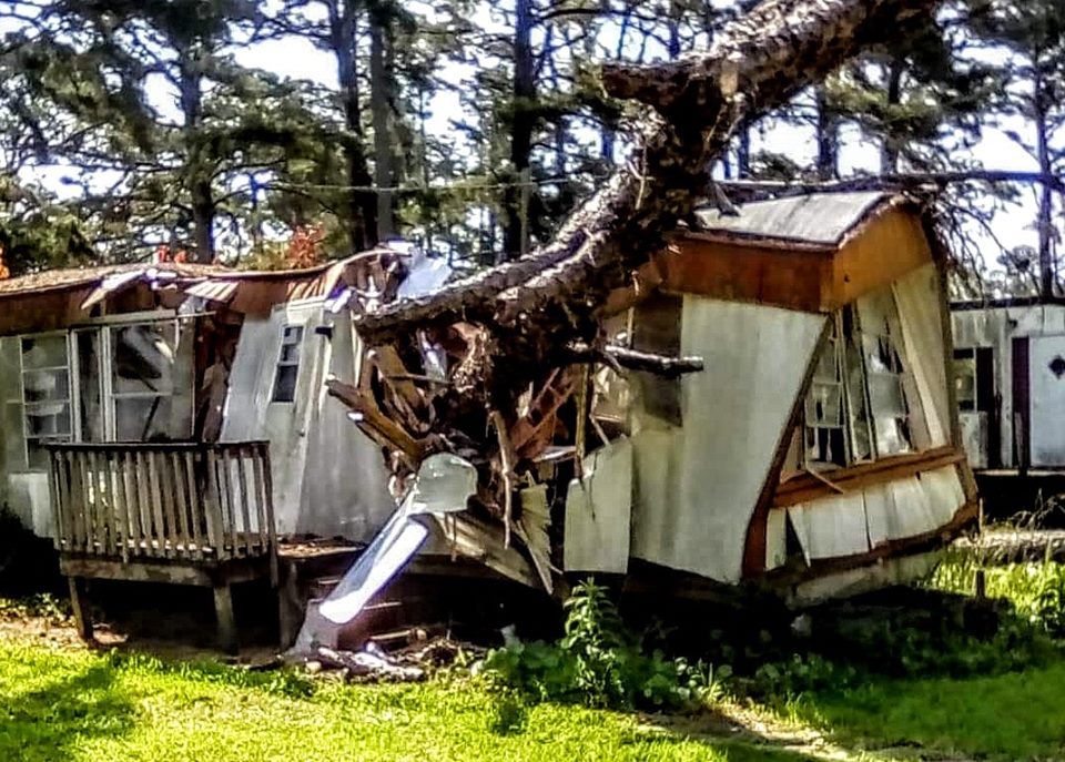  for Professional Tree Service USA in Chattanooga, TN