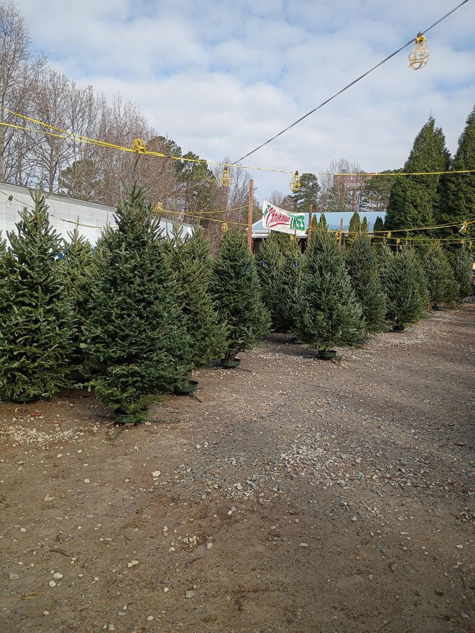 All Photos for BAM Another Pinestraw Lot in Flowery Branch, GA