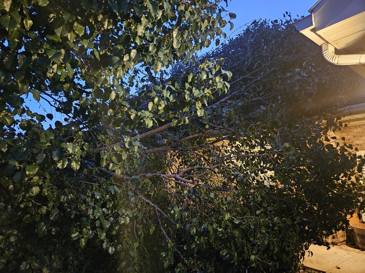  for Sky High Tree Service in Columbia, MO
