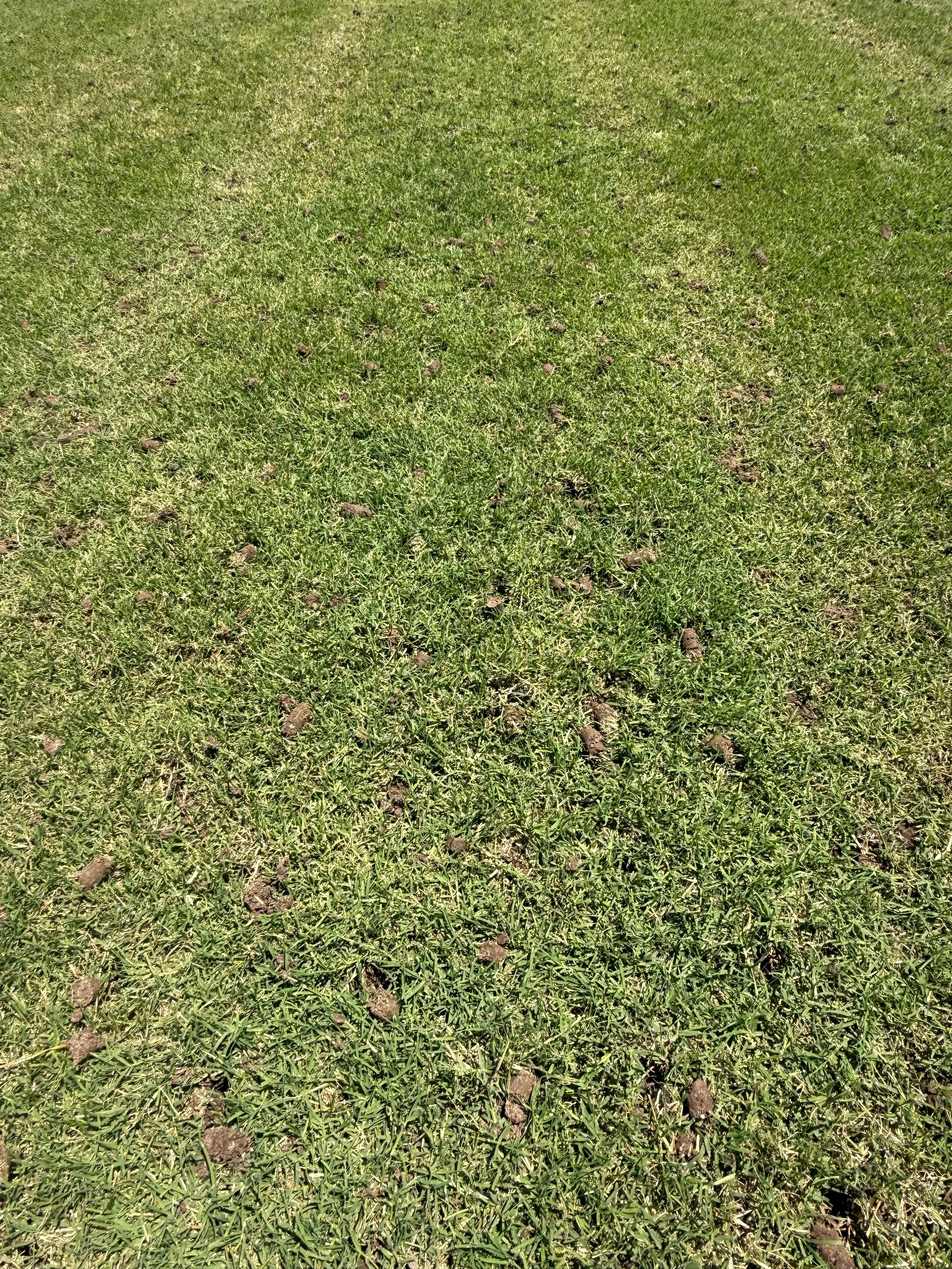  for Turf's Up!  in Lumberton, NC