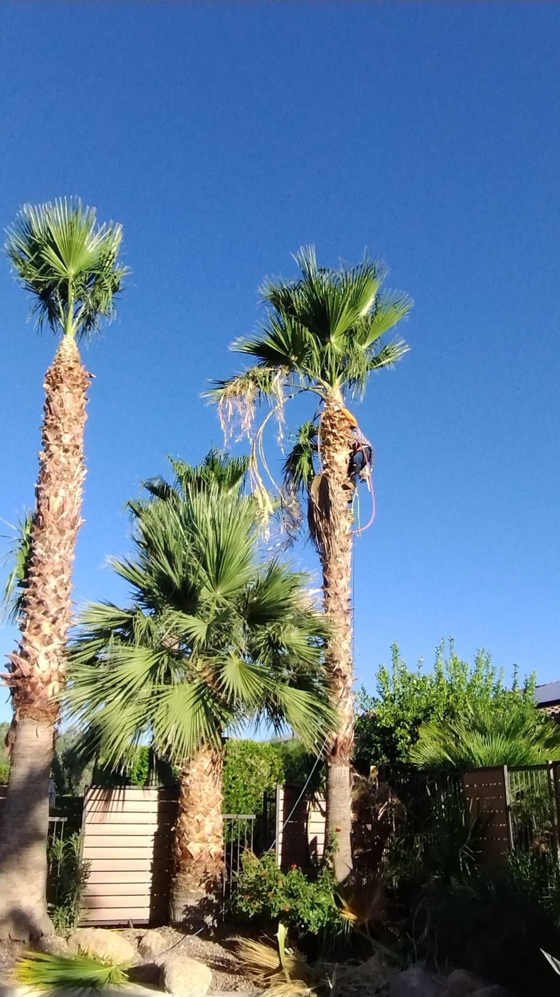  for Camacho AZ Landscaping LLC in Peoria, AZ