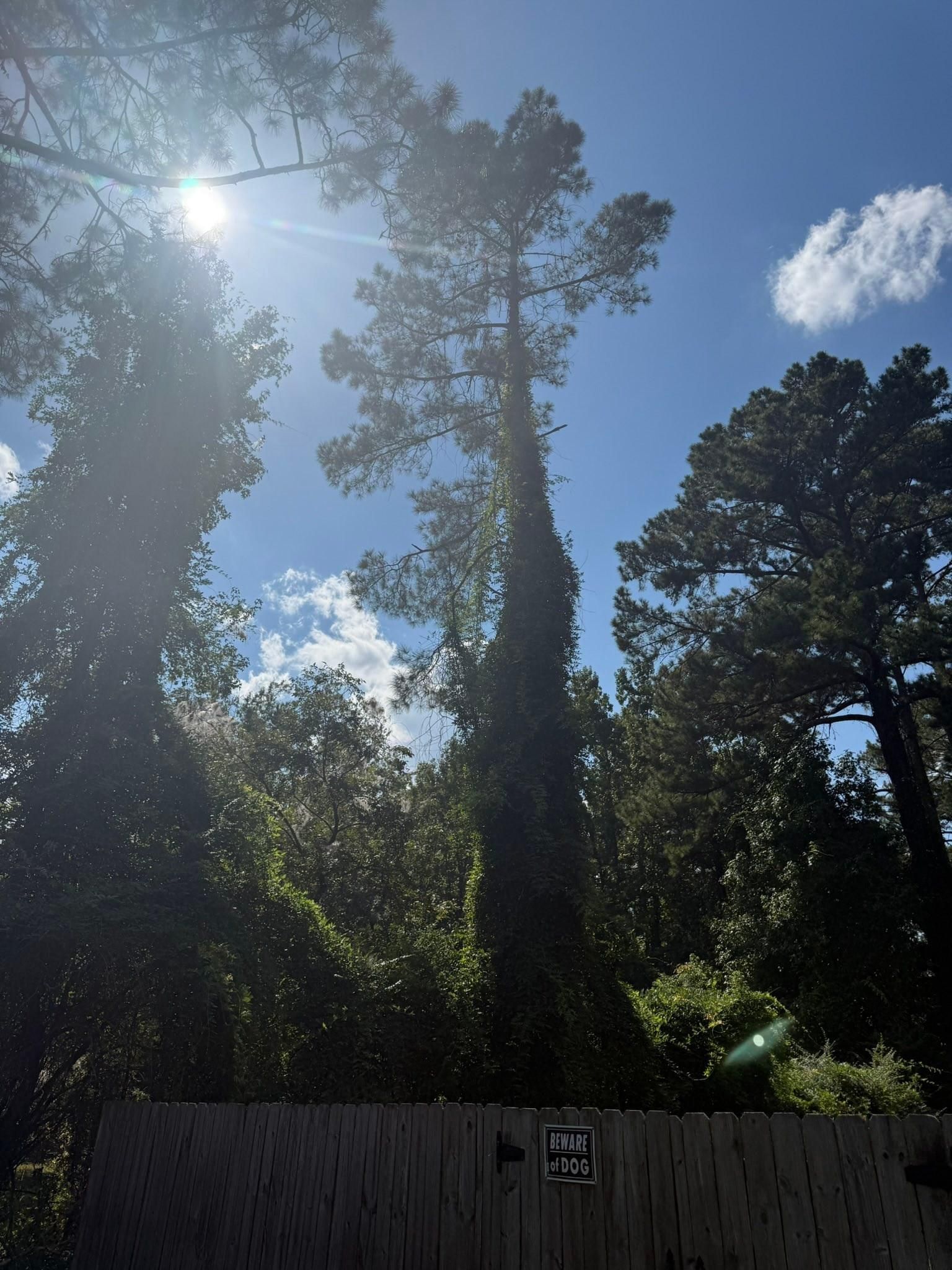 All Photos for Hawkins Tree Service & Land Management in Richmond Hill, GA