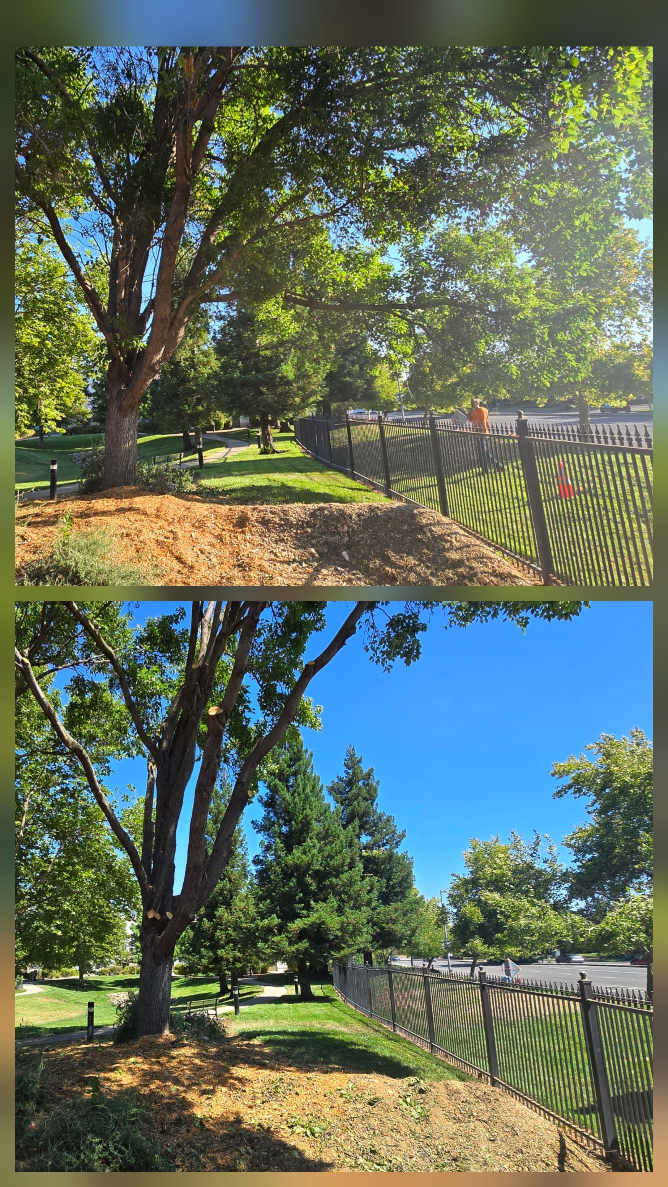  for George Staddan's Professional Tree Care in Placerville, CA