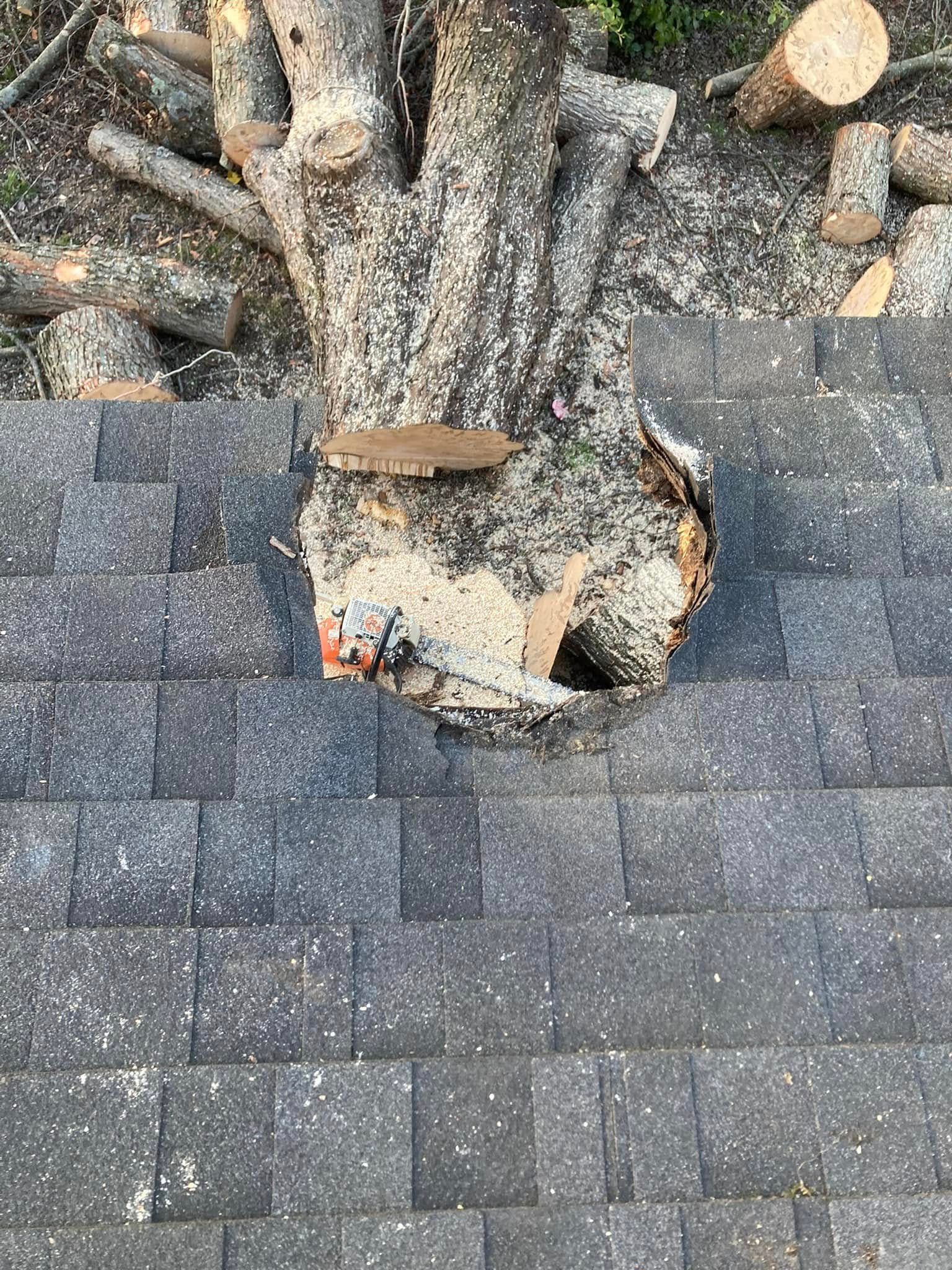  for La Fountain Tree Service in Louisville, KY