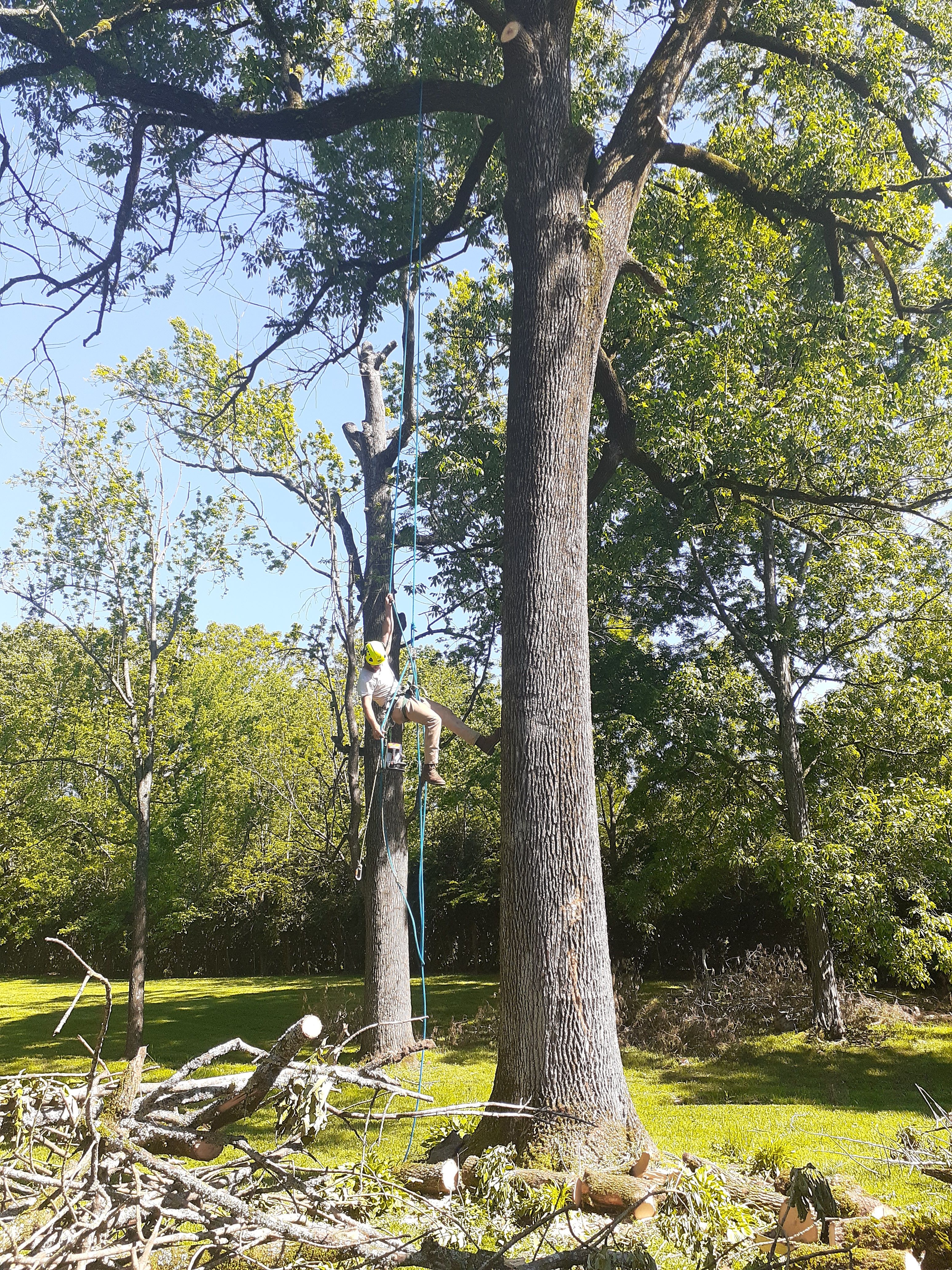  for Professional Tree Service USA in Chattanooga, TN