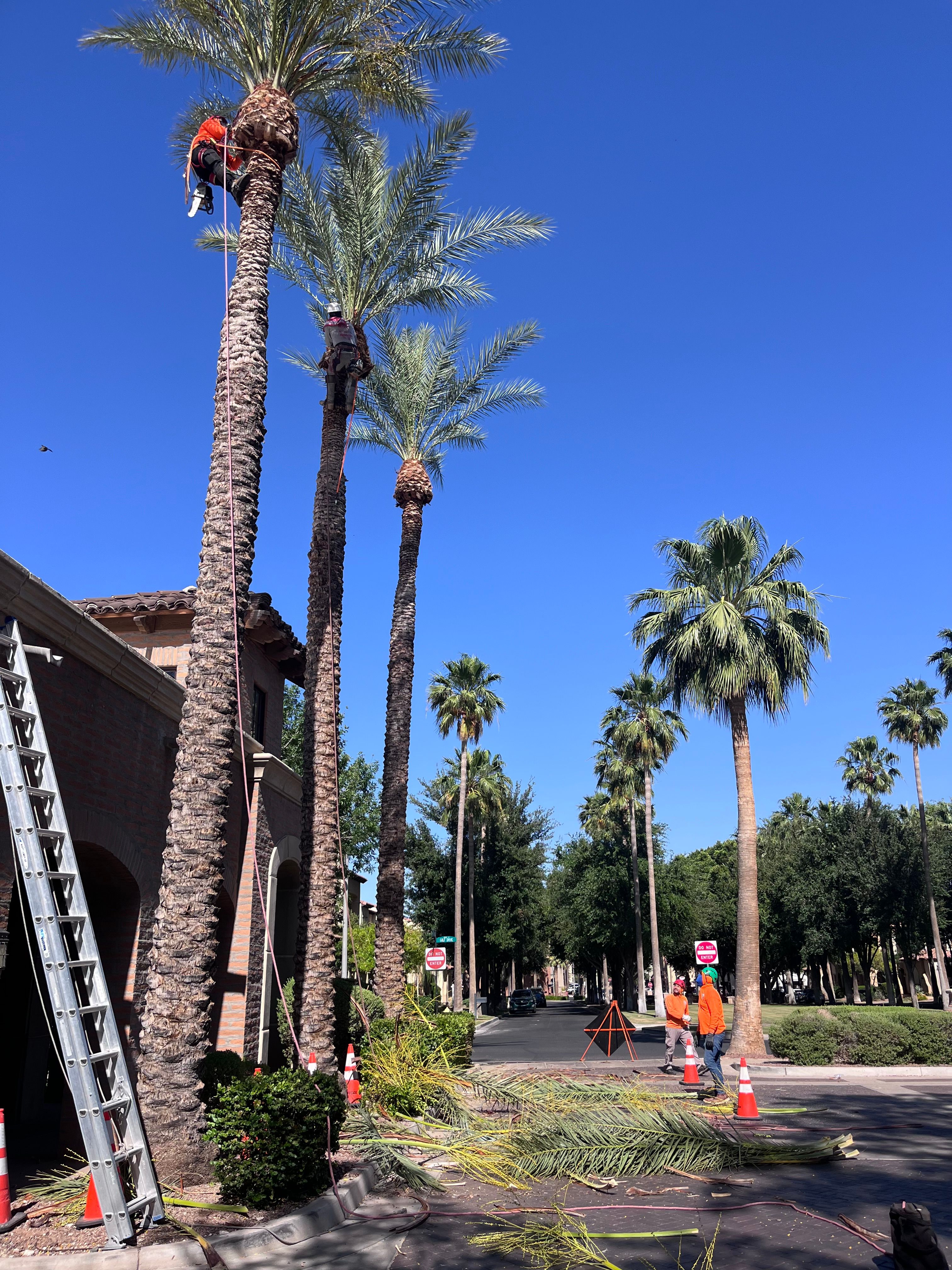  for AZ Tree & Hardscape Co in Surprise, AZ