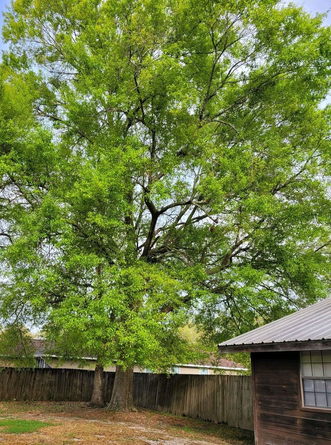  for David's Tree Service in Slidell, LA