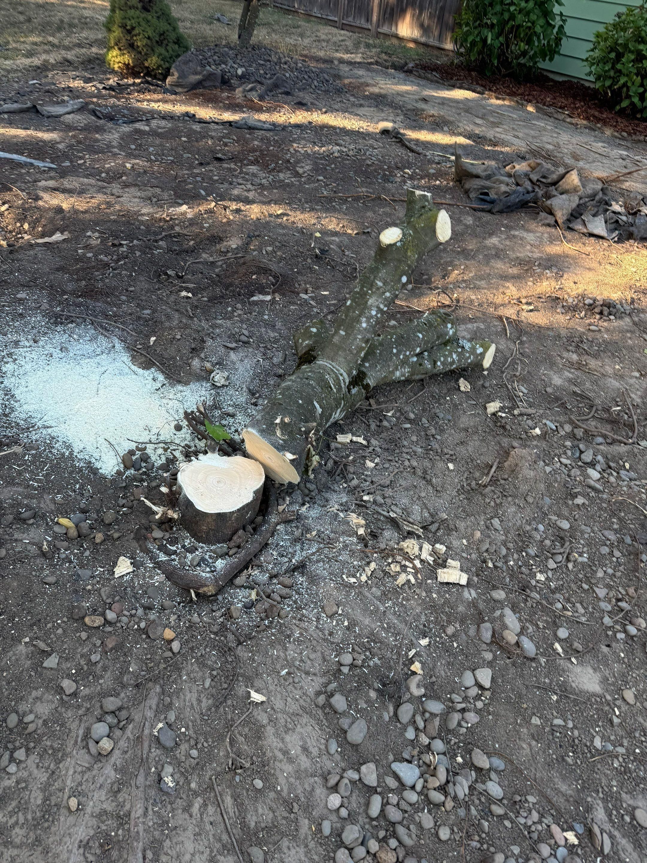  for Willamette Landscaping and Tree Services in Albany, OR