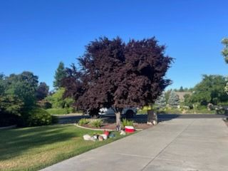 All Photos for Sammy's Tree Services in Sacramento, CA