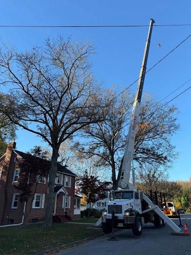 All Photos for Melnyk’s Tree Service in Salem County, NJ