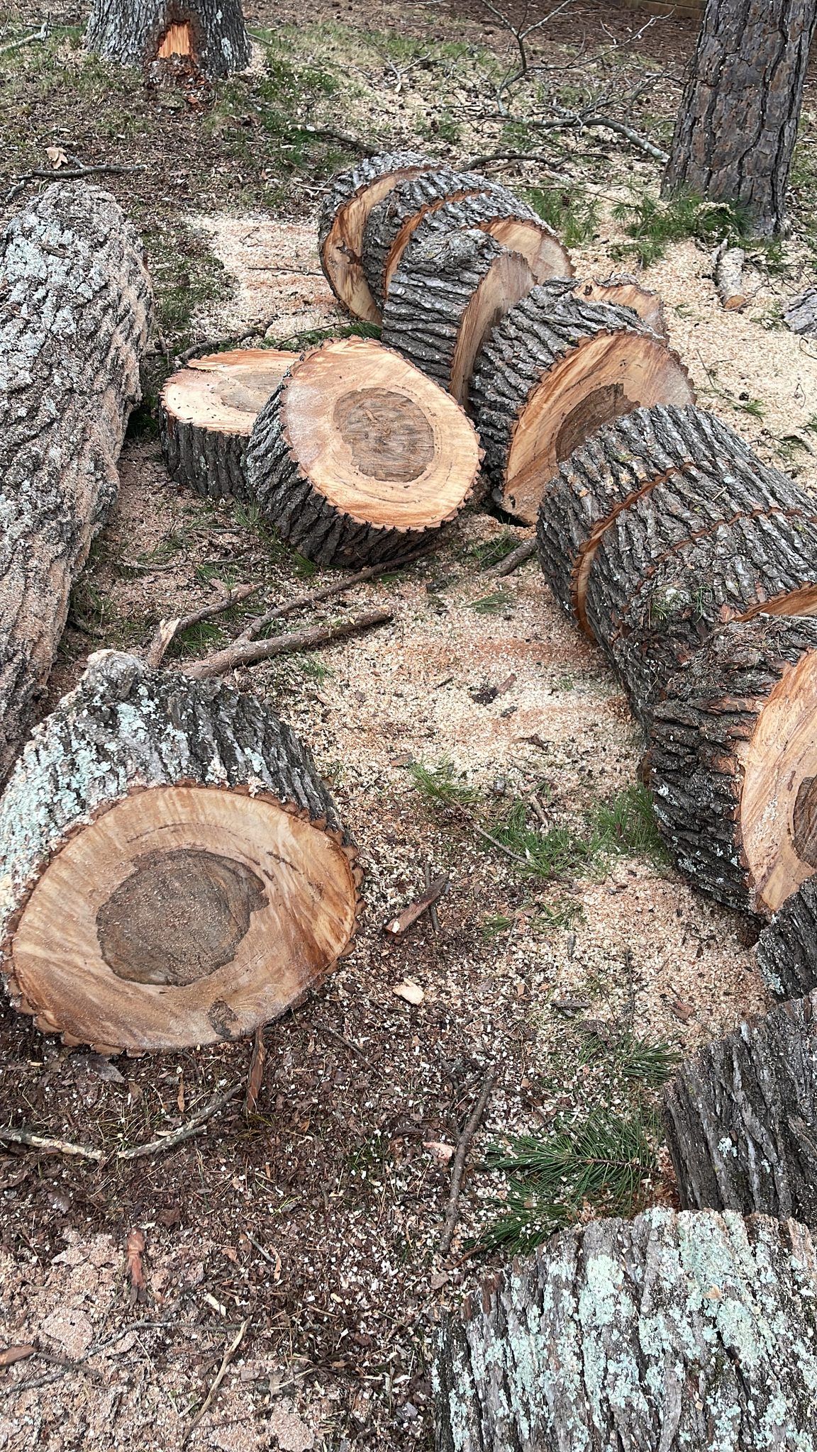  for Stem Tree Service in Belmont, NC