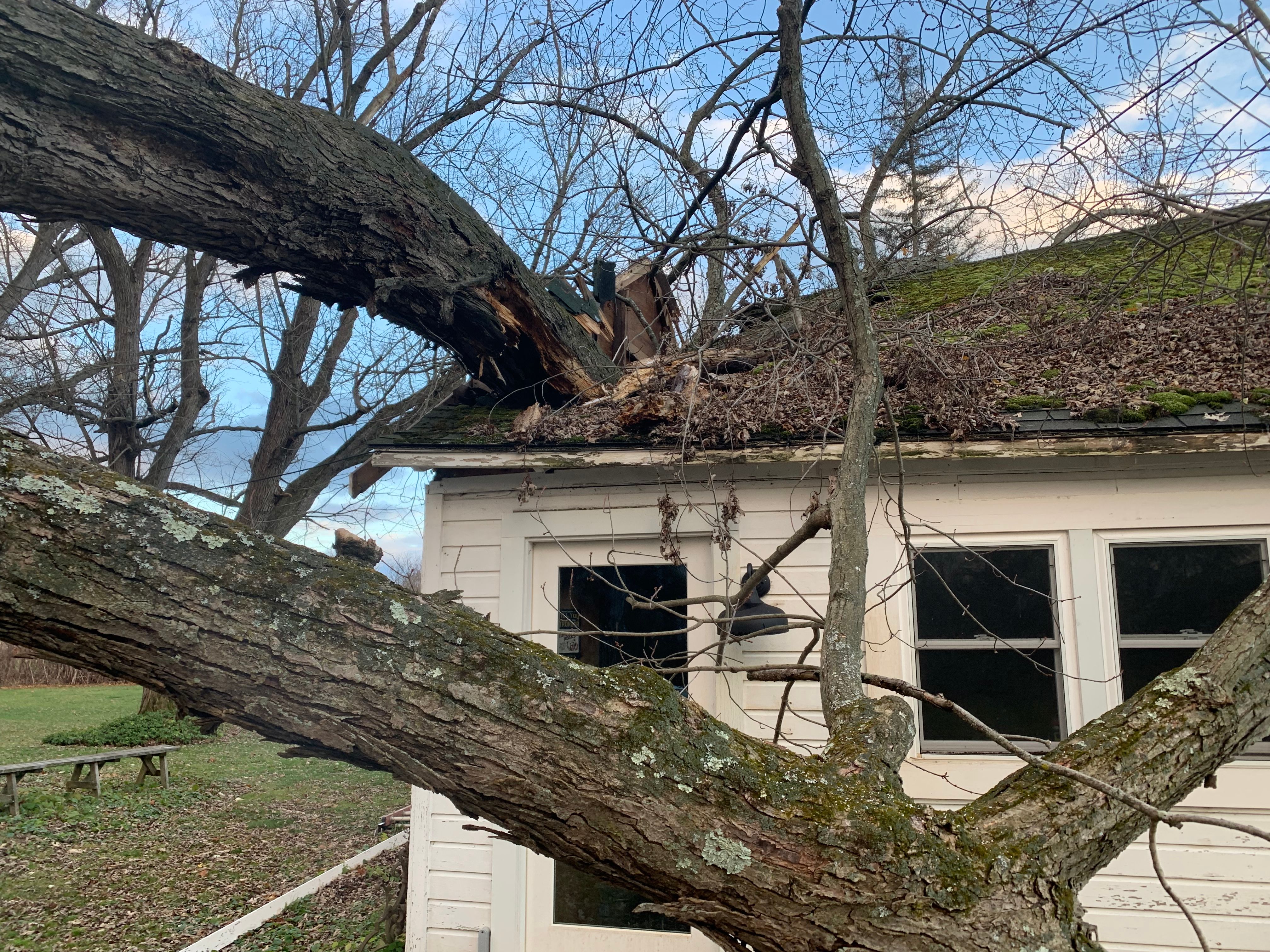 Tree Removal for Benjamin & Sons in Elmira, NY