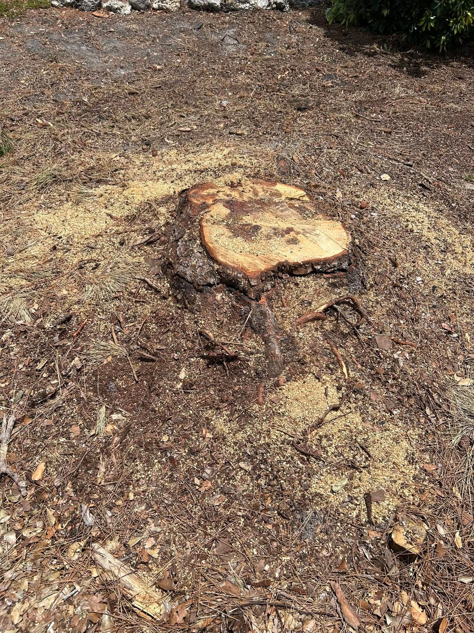  for Grizzly Stump Grinding in Sarasota, FL