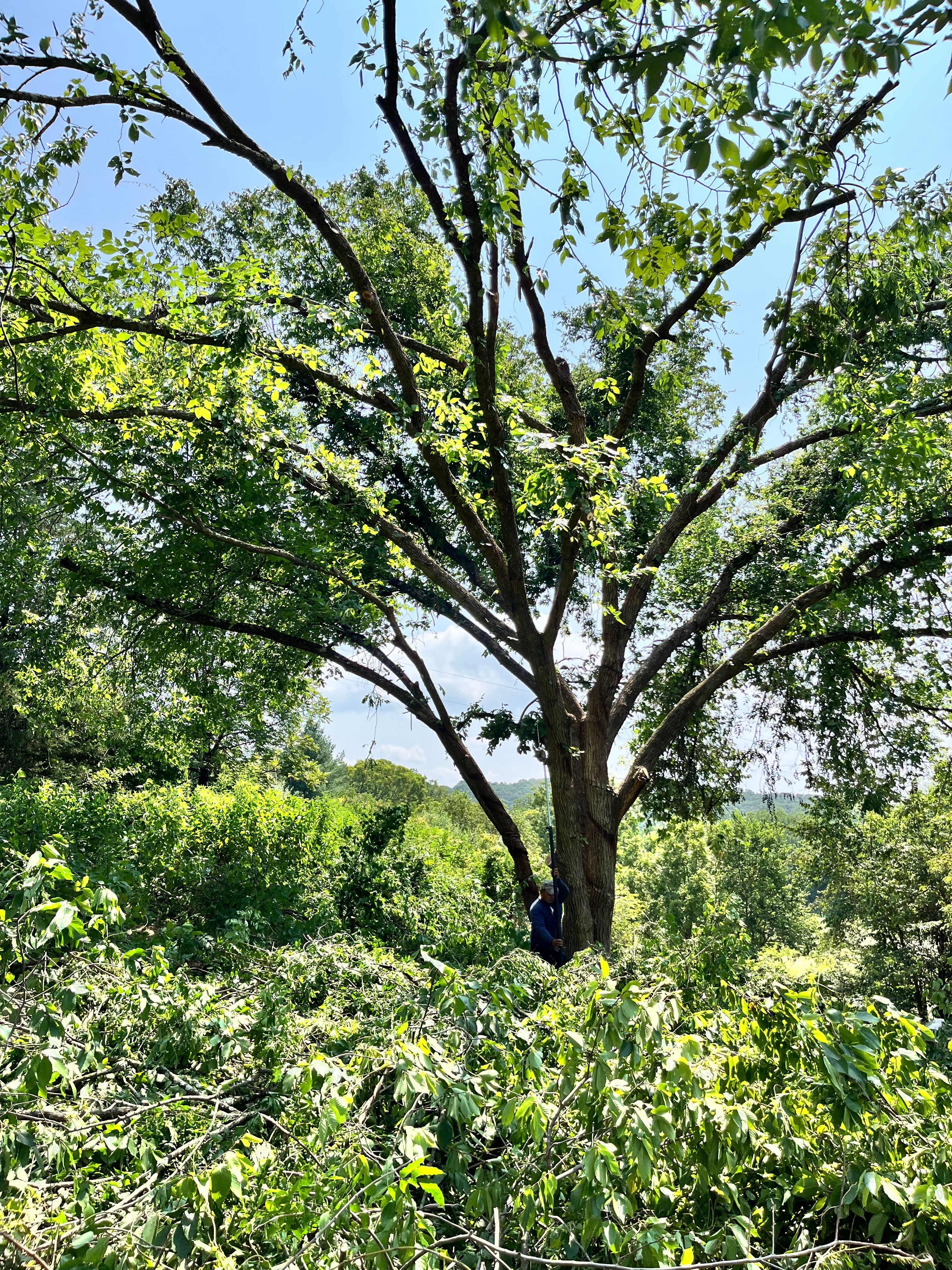  for Ricky's Tree Service & Property Care in Orange, VA