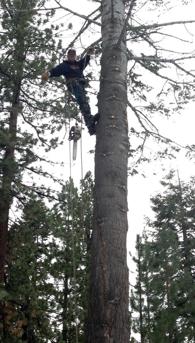  for Rockwood Tree Service in Incline Village,  NV